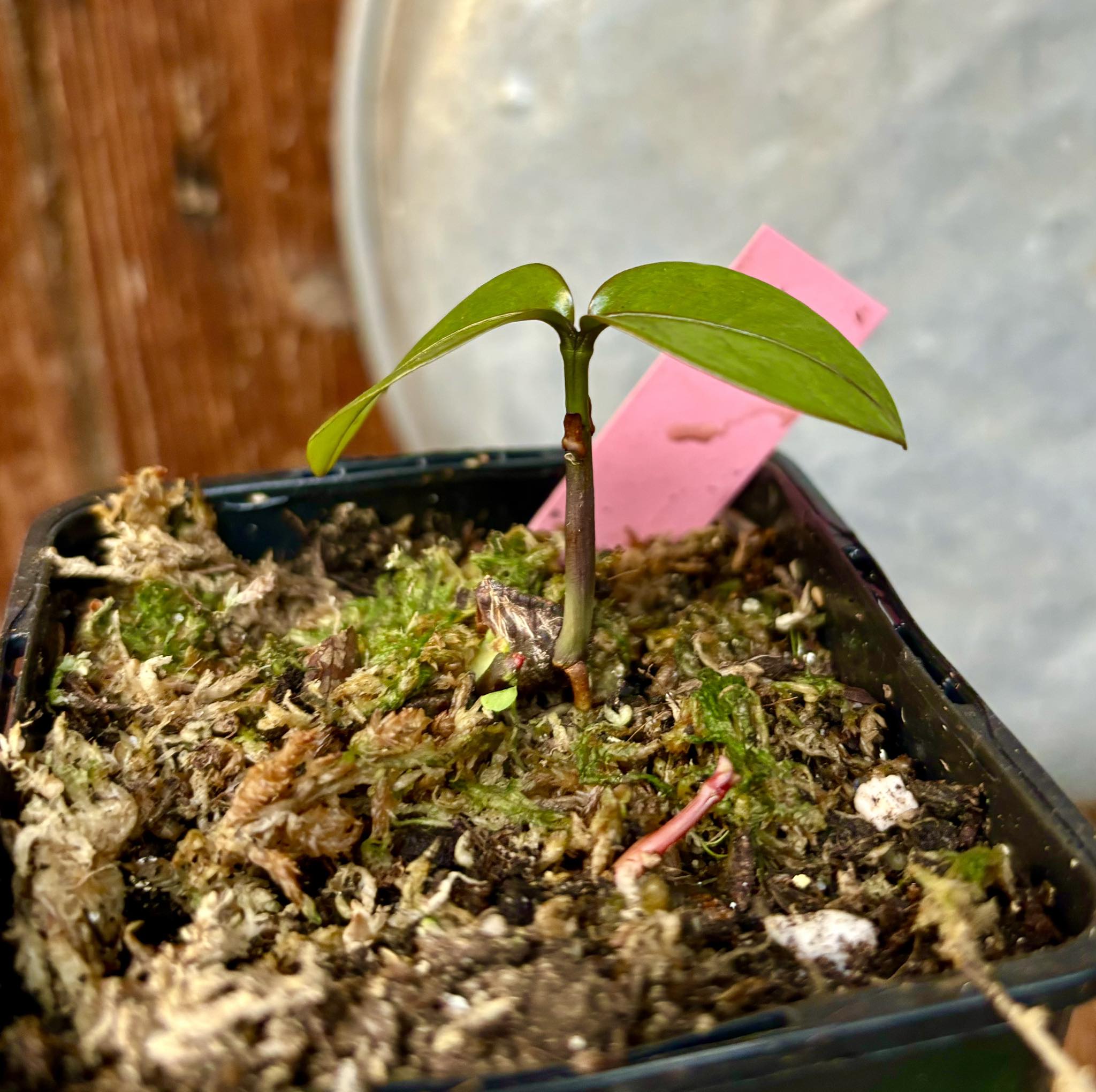 Garcinia  mangosteen - Mangosteen / Mangostane - 1 potted seedling/ 1 getopfter Sämling  