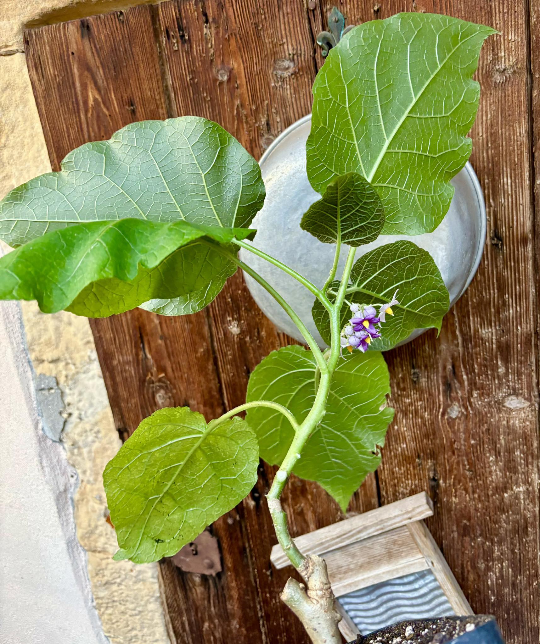 Hardy Tamarillo (Solanum corymbiflorum) - 1 potted plant / 1 getopfte Pflanze 