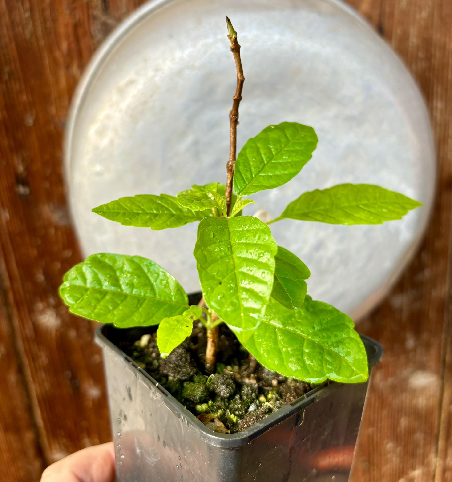 Tarumã azul (Vitex polygama) - 1 potted plant / 1 getopfte Pflanze