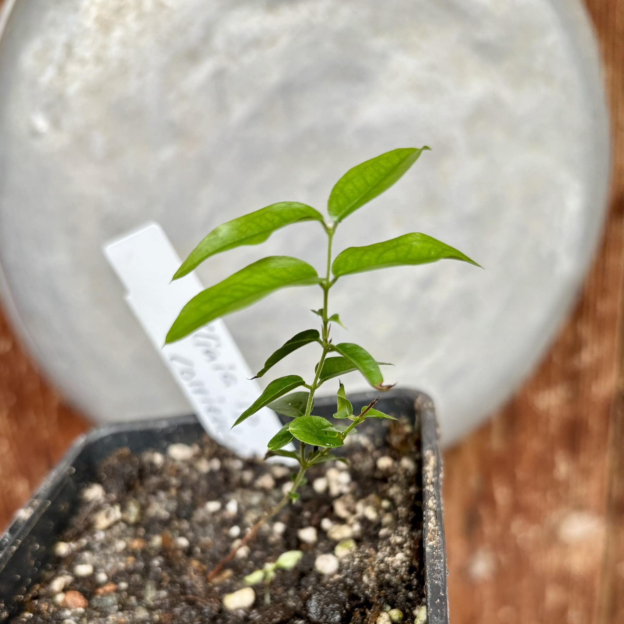 Plinia sp. Corrientes Argentina -  1 potted plant / 1 getopfte Pflanze