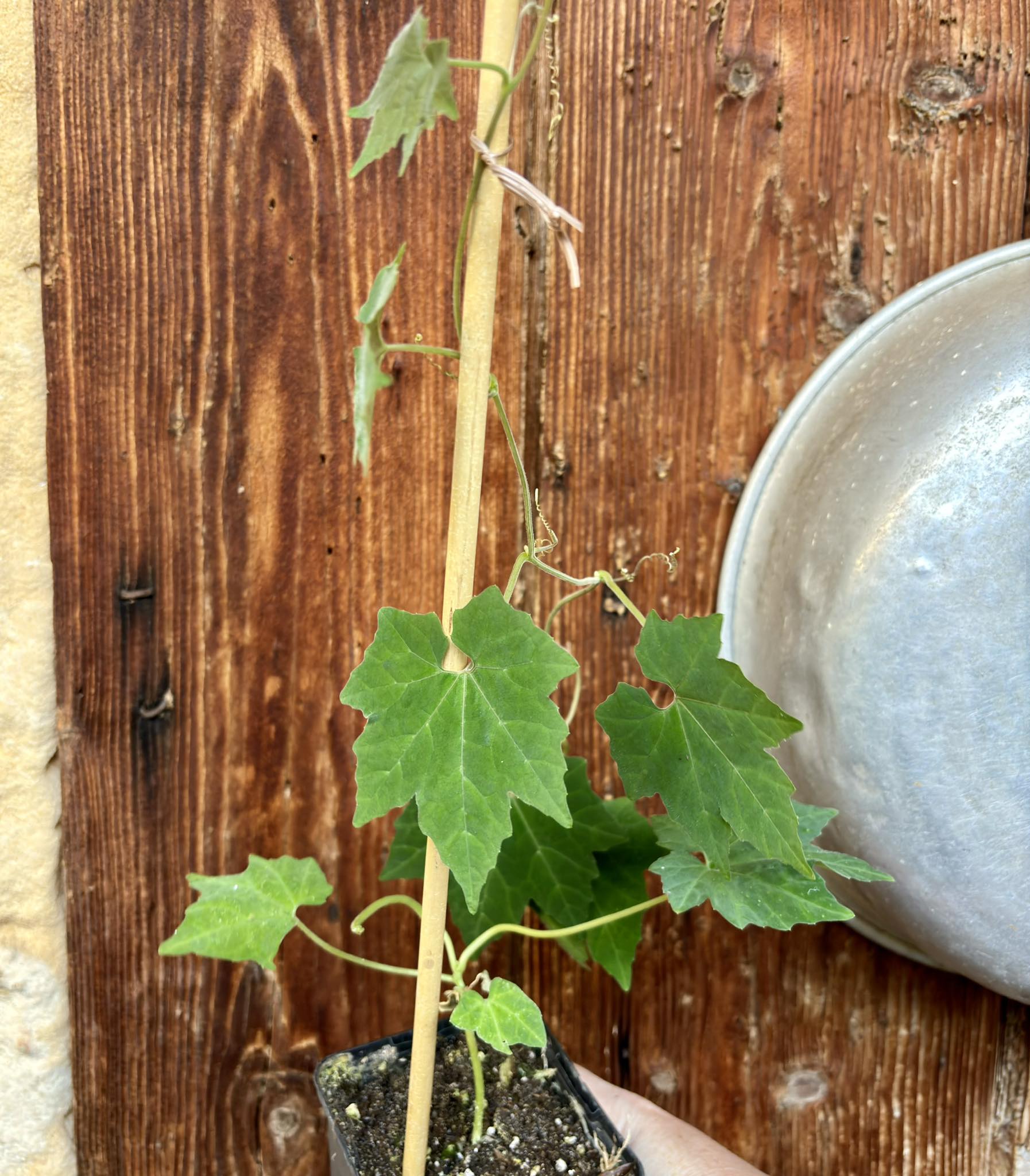 Sicana odorifera - Cassabanana - 1 potted plant / 1 getopfte Pflanze