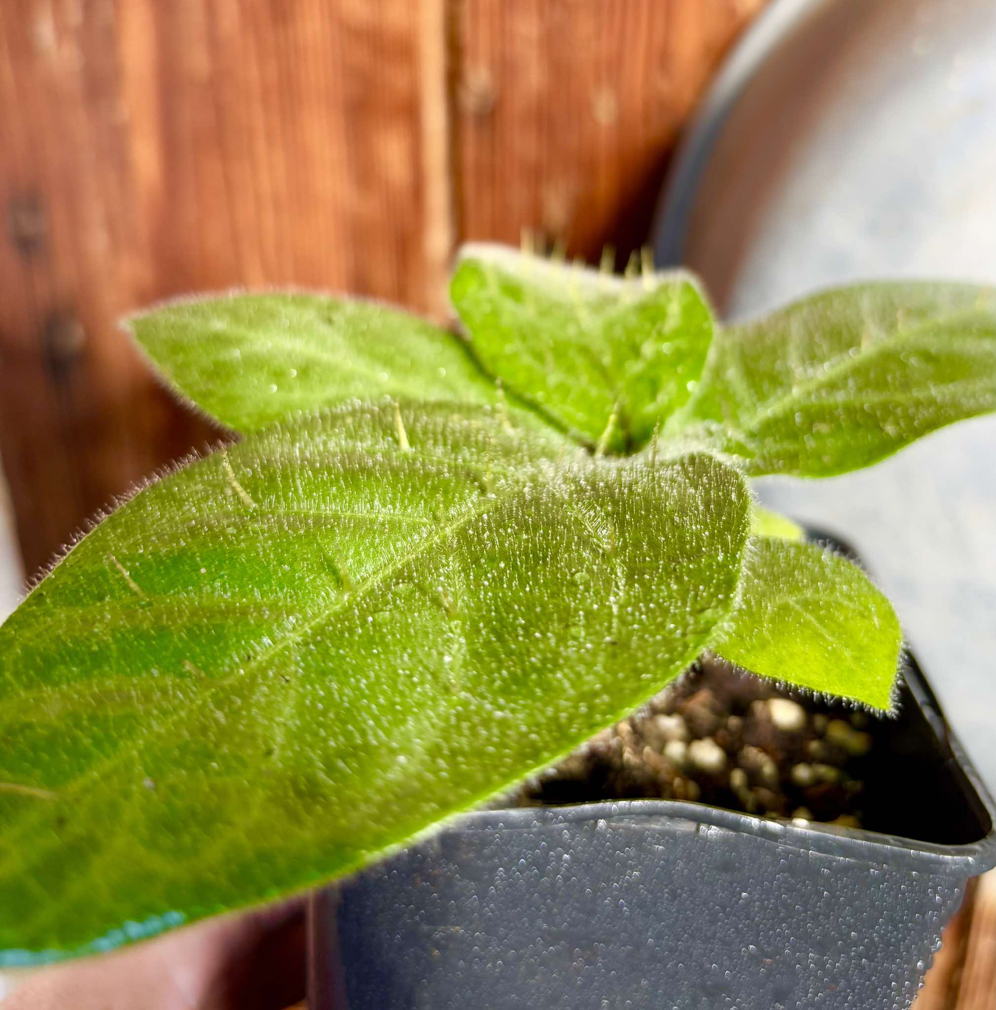 Solanum sp Verde Bahia - 1 small potted plant / 1 kleine, getopfte Pflanze