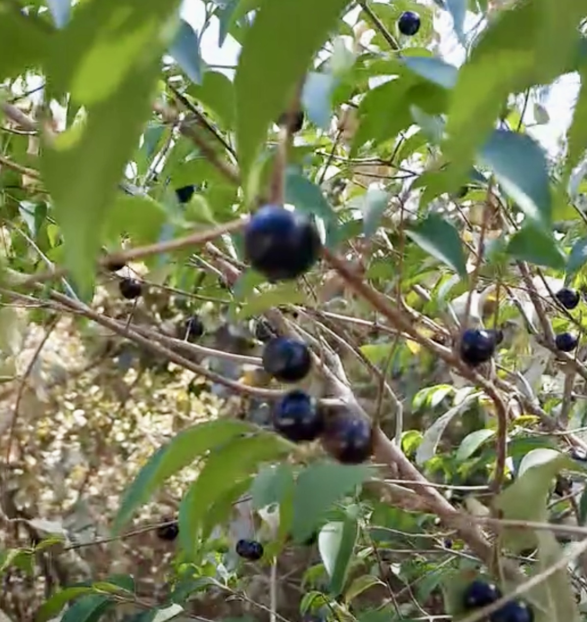 Fruto da Murta (Eugenia gracillima) - 1 germinated seed / 1 gekeimter Samen