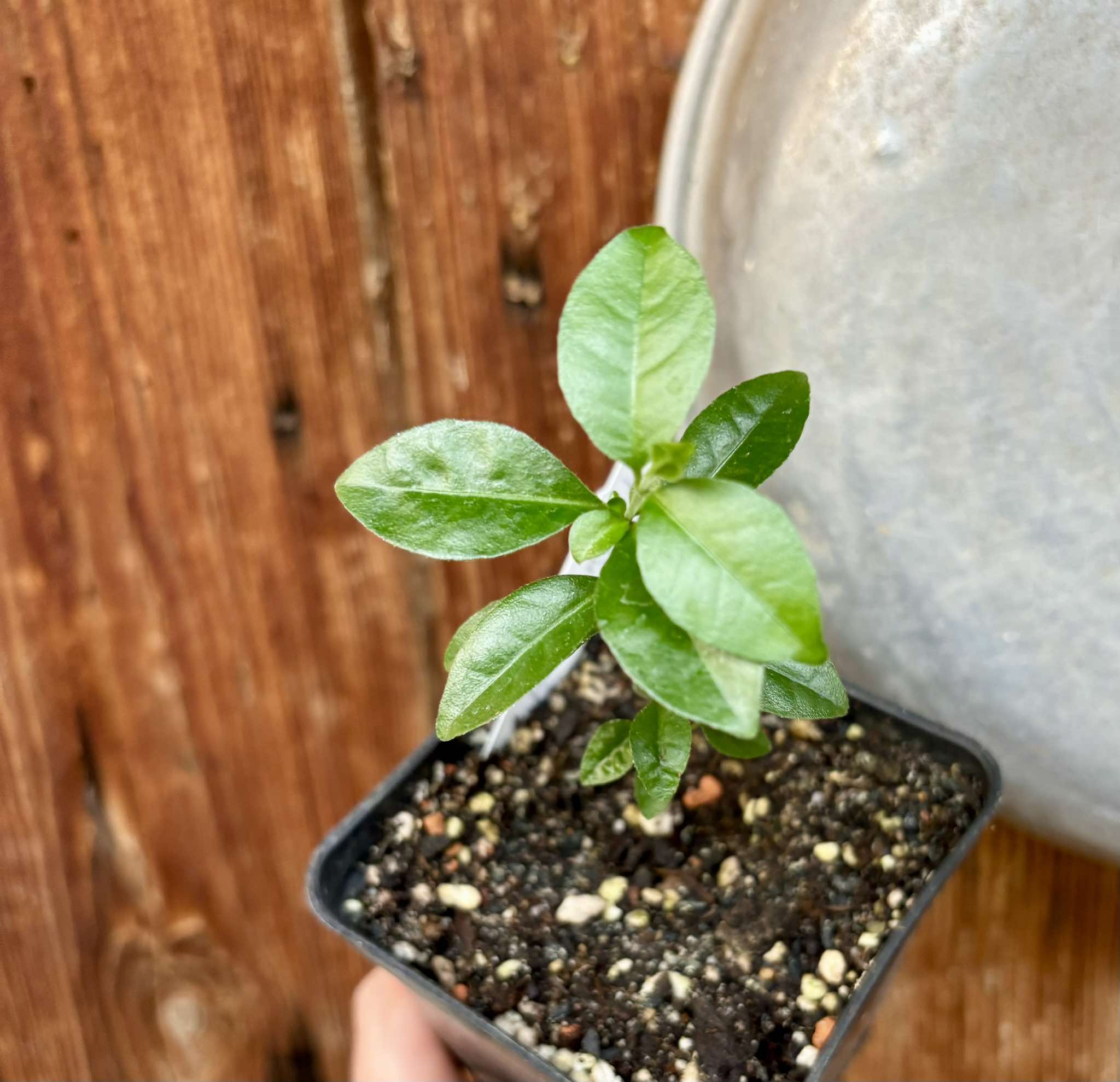 Purple Forest Guave - Psidium myrtoides  - 1 potted plant / 1 getopfte Pflanze 