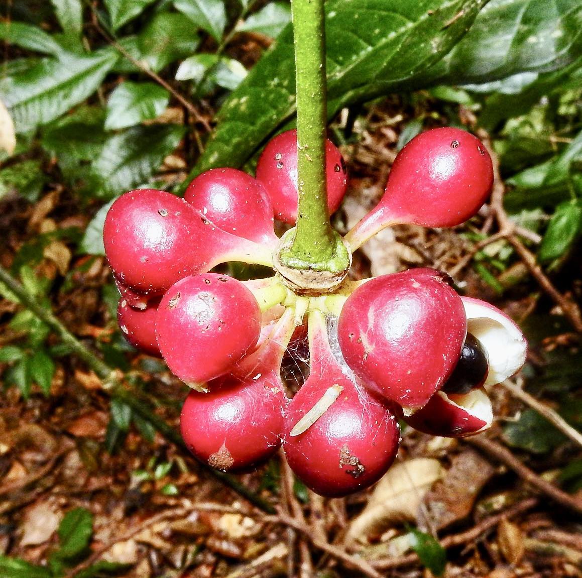 Cymbopetalum brasiliensis - 1 fresh seed / 1 frischer Samen