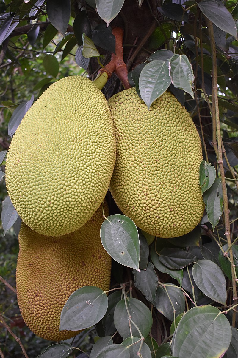 Jackfruit (Artocarpus heterophyllus) - 1 potted plant / 1 getopfte Pflanze