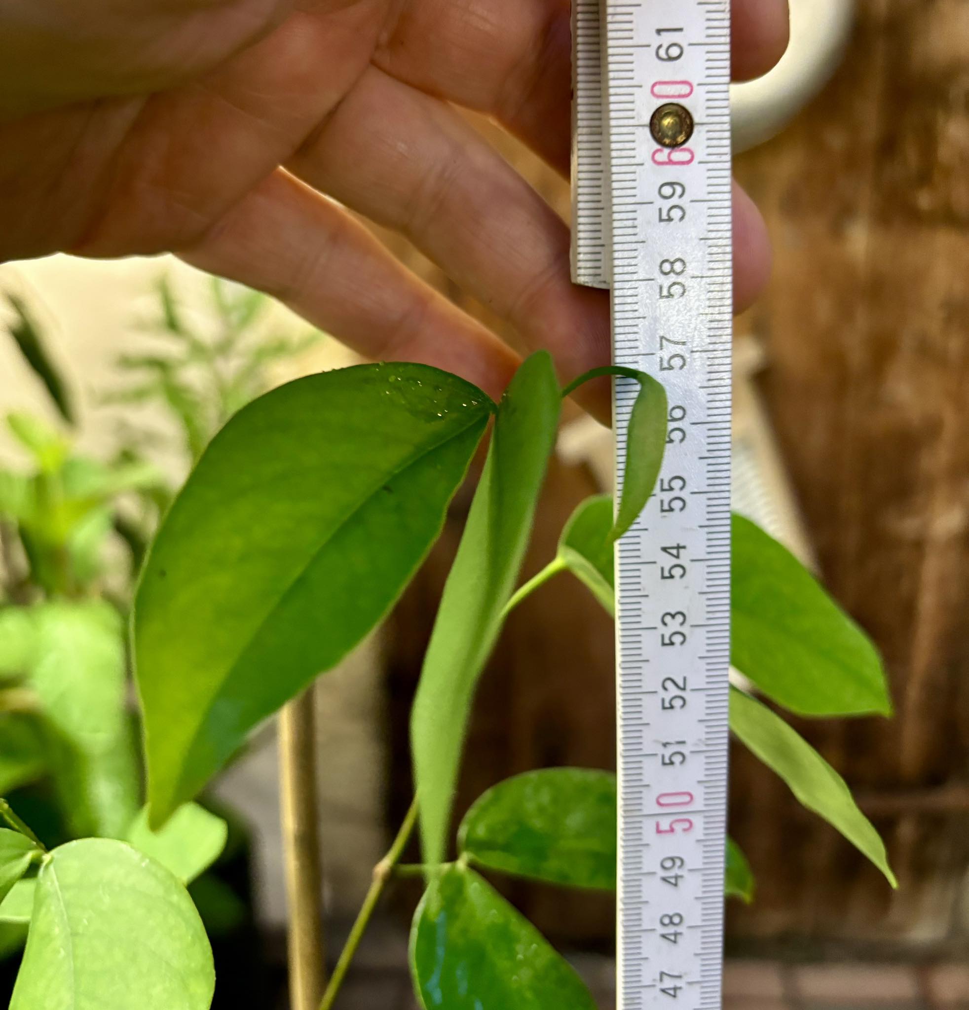 Jatoba (Hymenaea courbaril) - 1 potted plant / 1 getopfte Pflanze