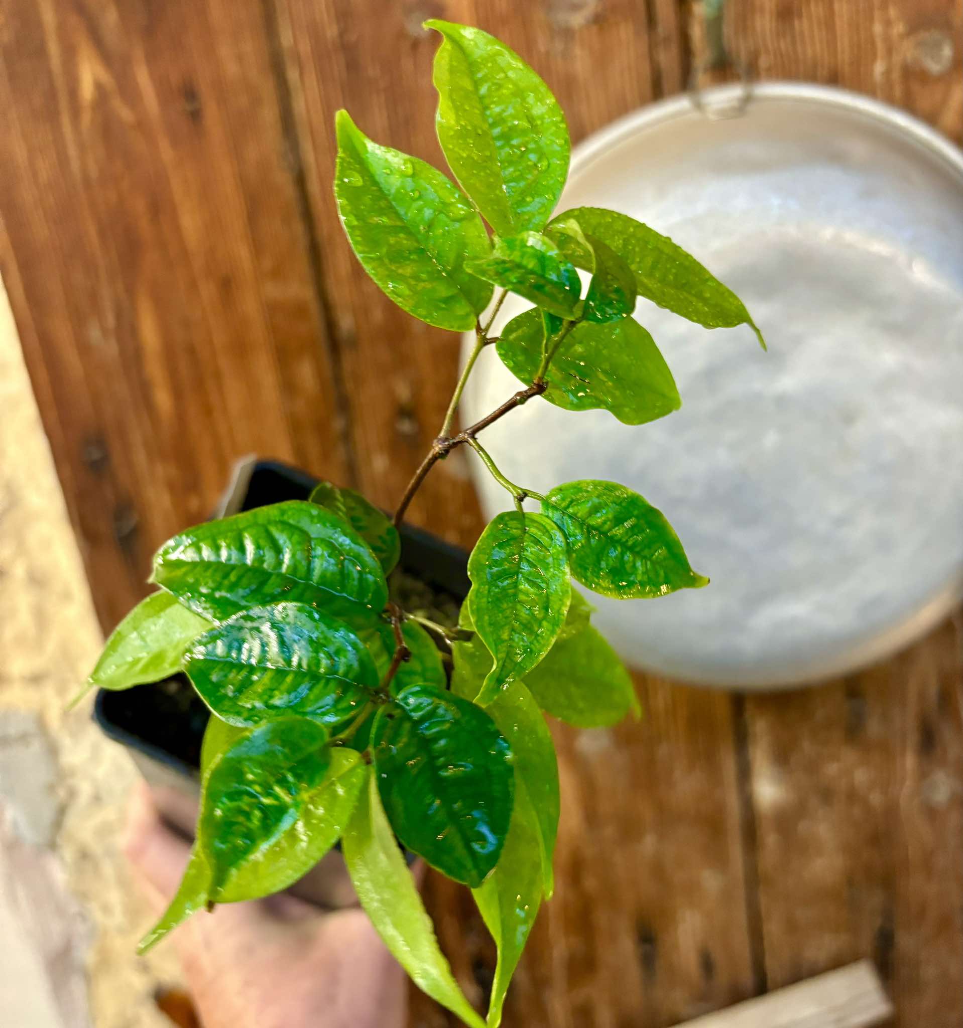 Eugenia tenuipedunculata - 1 potted plant / 1 getopfte Pflanze