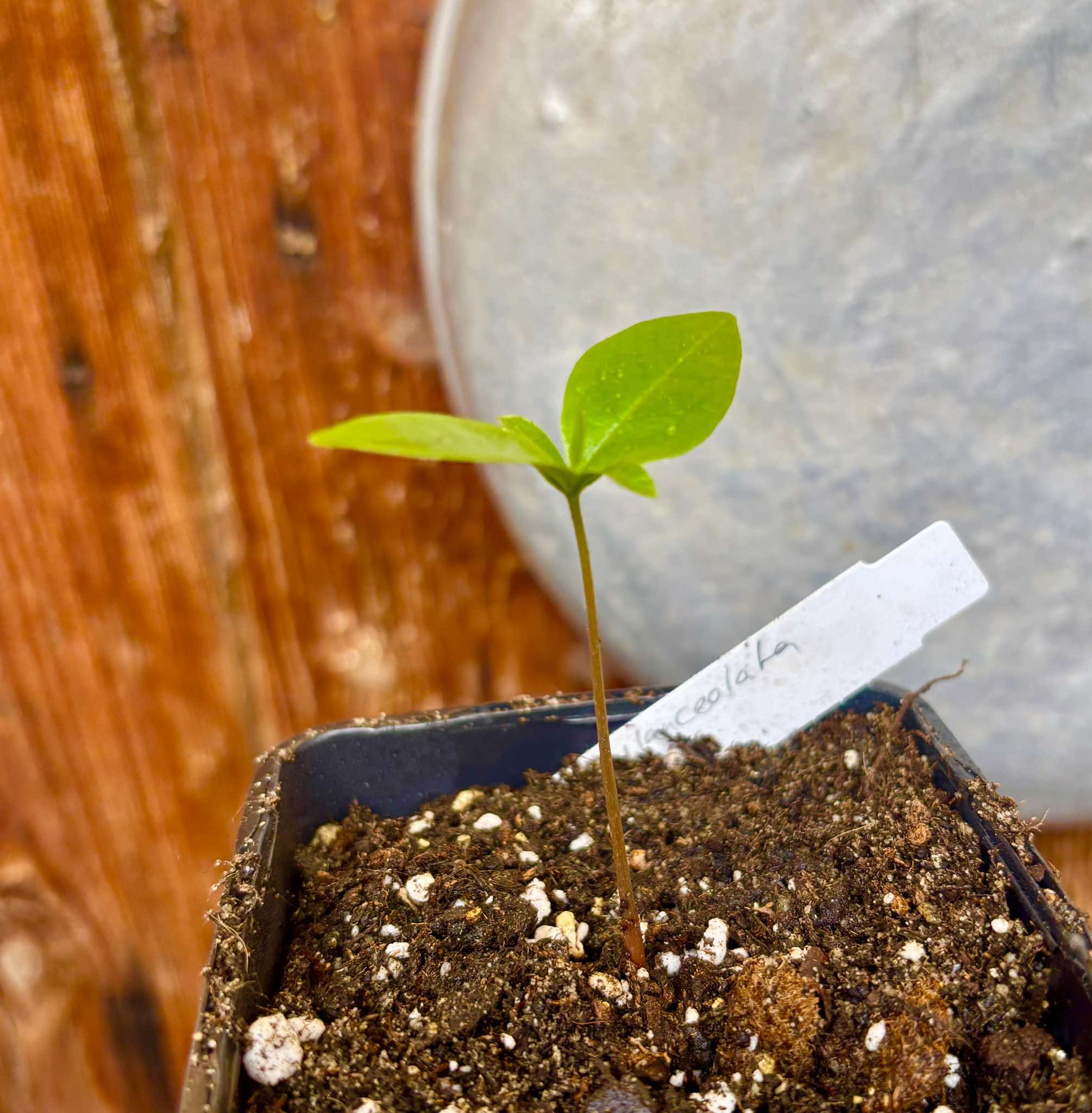 Duguetia lanceolata - Pindaiba - 1 small potted seedling / 1 kleiner, getopfter Sämling