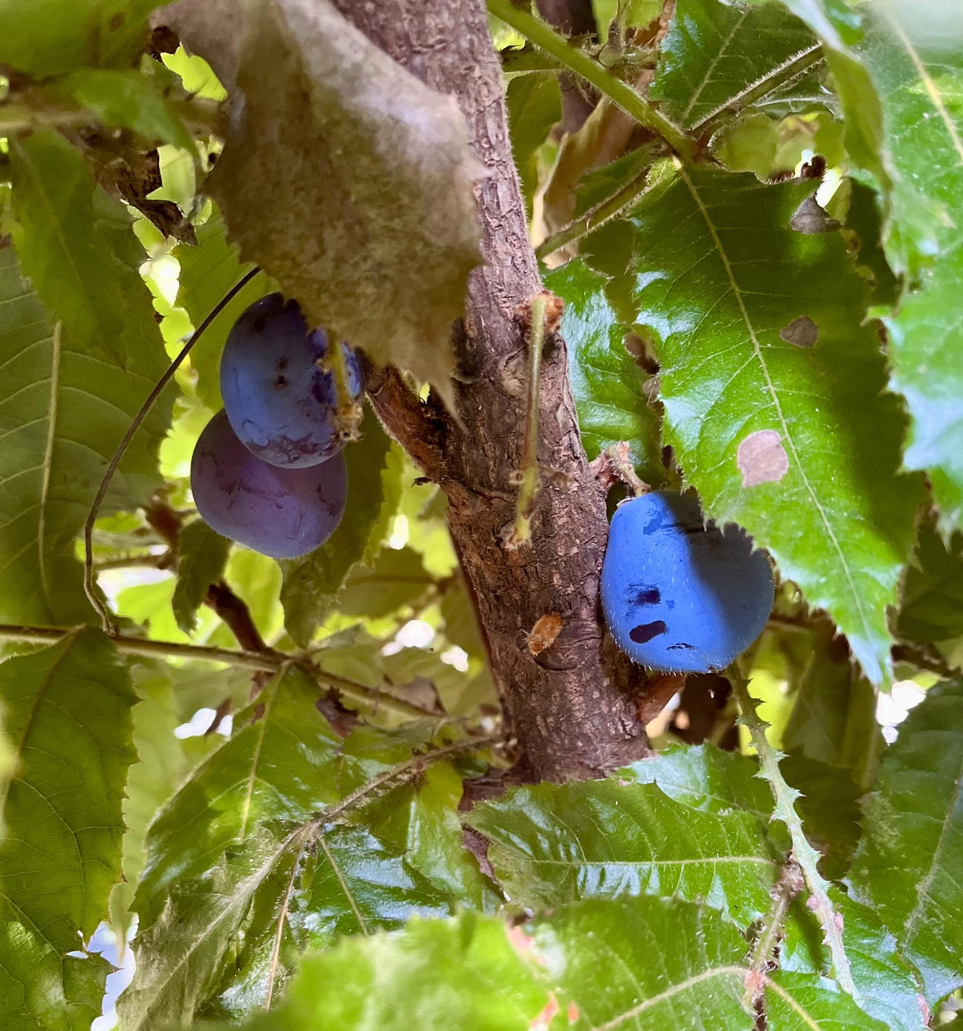 Davidson Plum (Davidsonia jerseyana) - 1 potted plant / 1 getopfte Pflanze