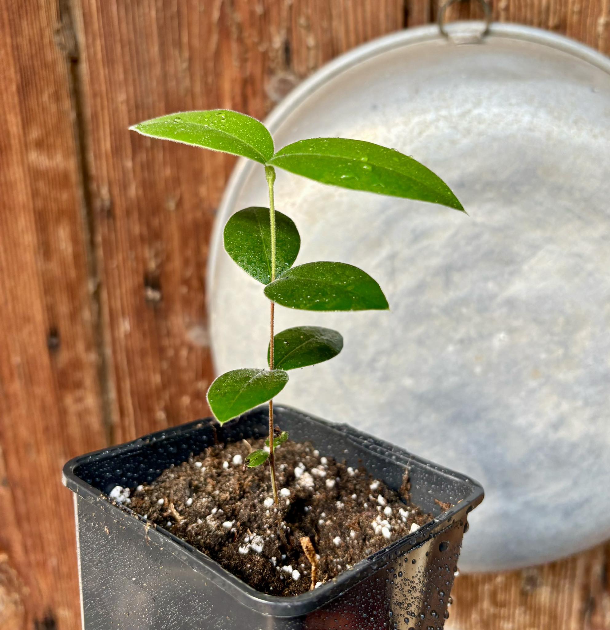 Myrcianthes pungens - Guabiju - 1 potted plant / 1 getopfte Pflanze