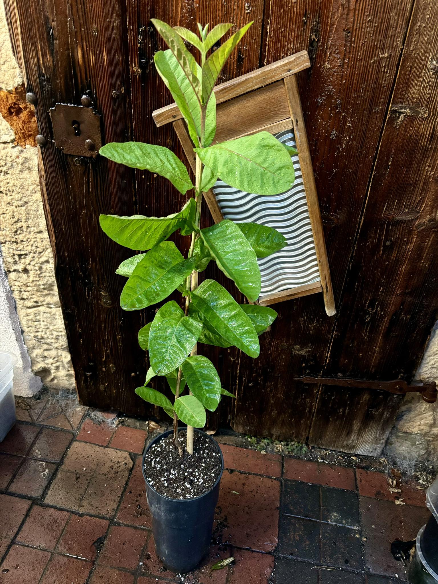 Guava (Psidium guajava) - 1 potted plant / 1 getopfte Pflanze