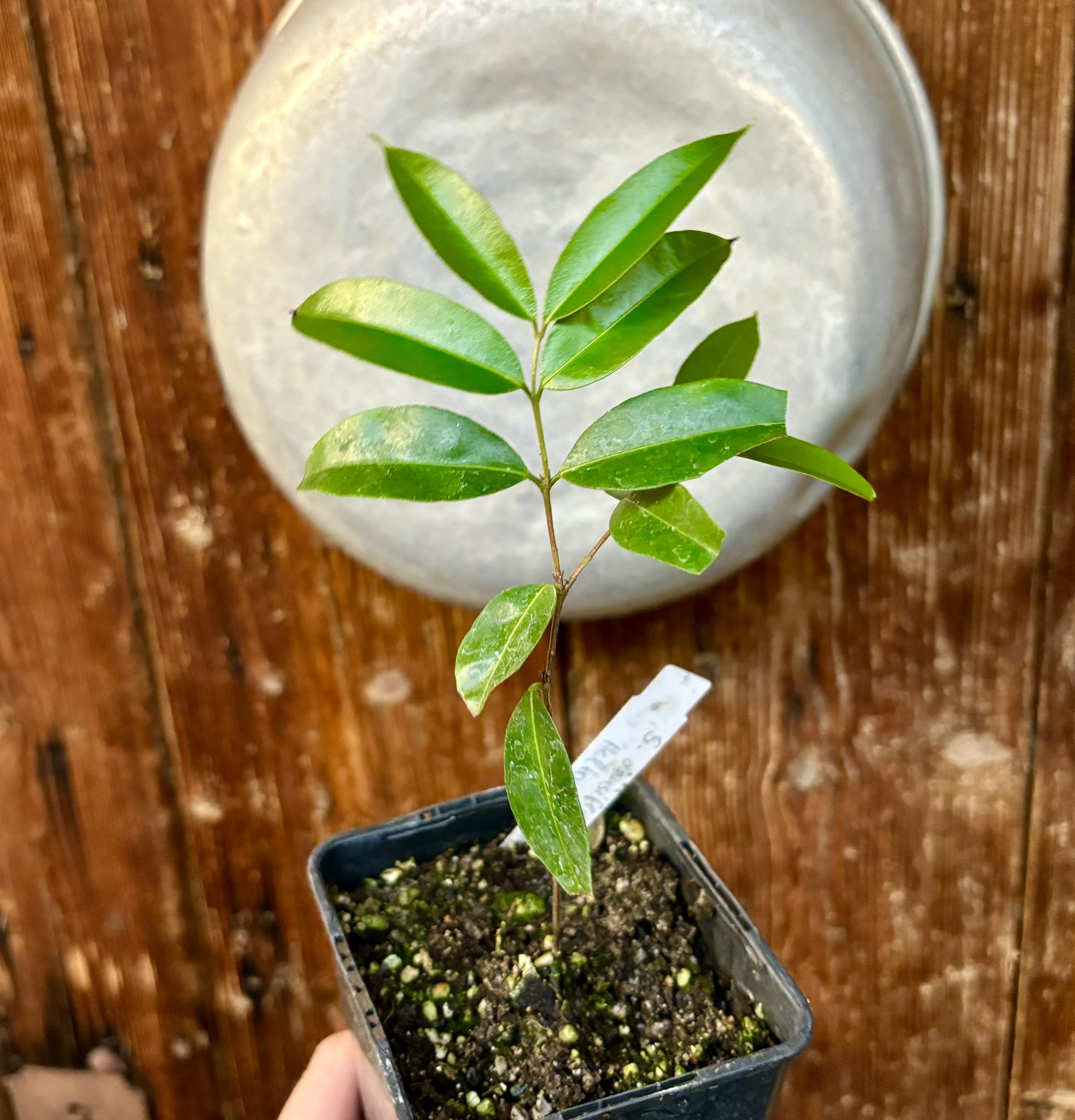 Siphoneugena densiflora - 1 potted plant/ 1  getopfte Pflanze