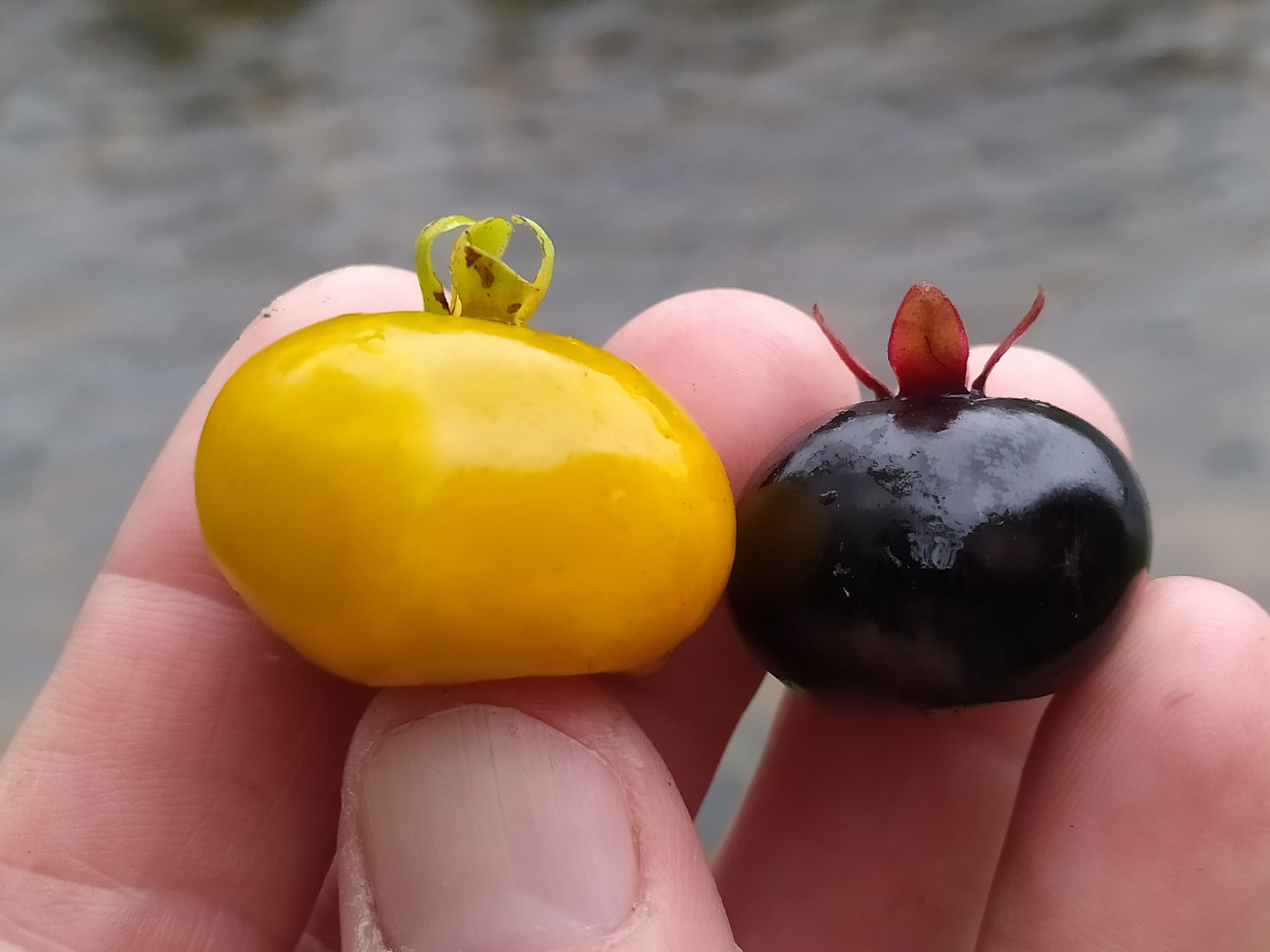 Yellow Grumixama (Eugenia brasiliensis var. leucocarpa) - 1 germinated seed / 1 gekeimter Samen