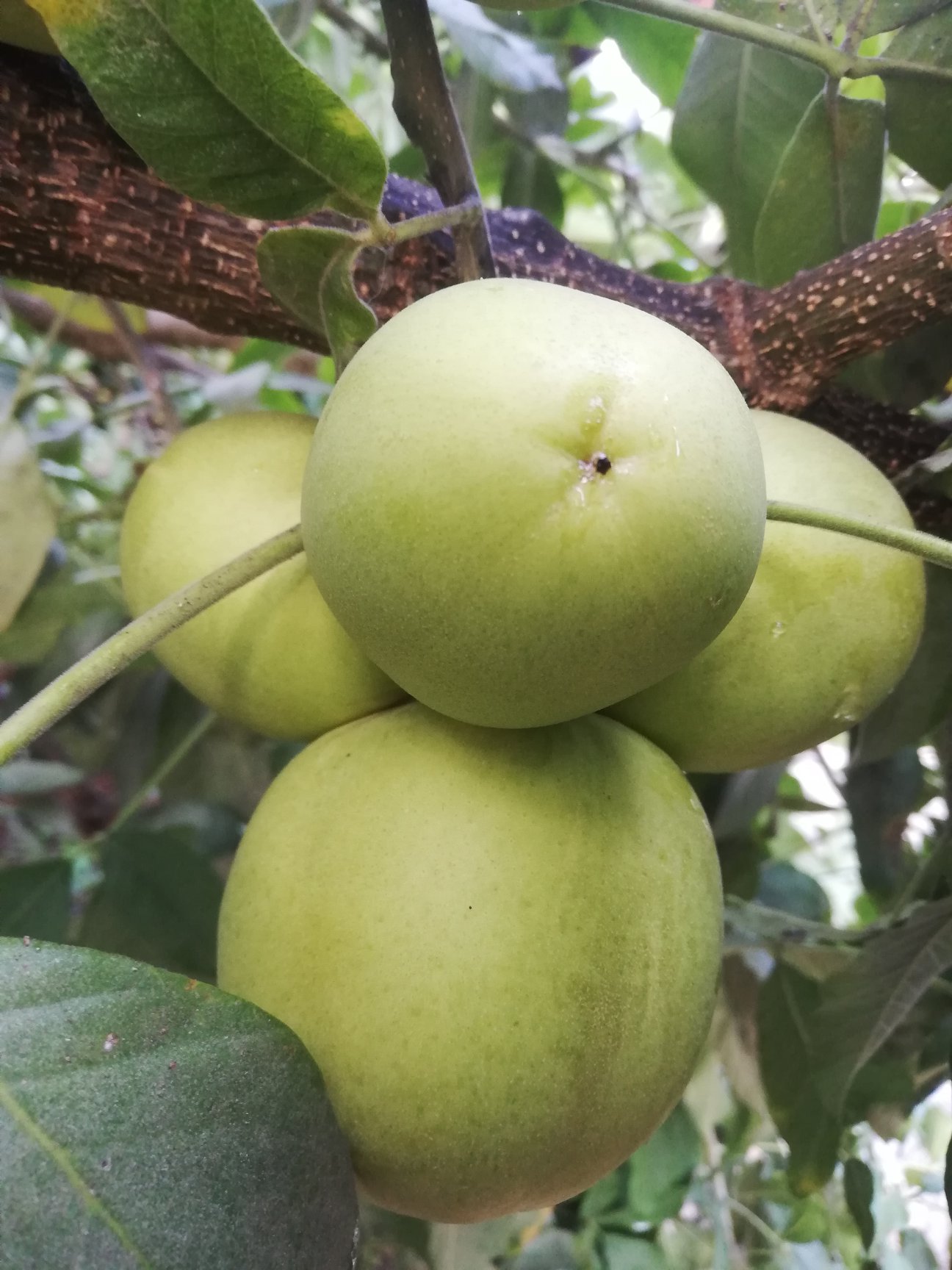 Casimiroa tetrameria - Wooly Leaved Sapote -  1 seedling / 1 Sämling