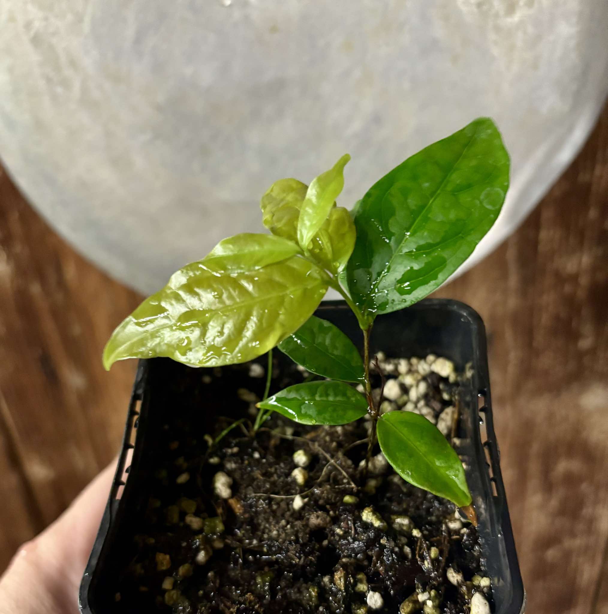 Ruby do Amazonas (Eugenia patrisii) 1 potted seedling / 1 getopfter Sämling