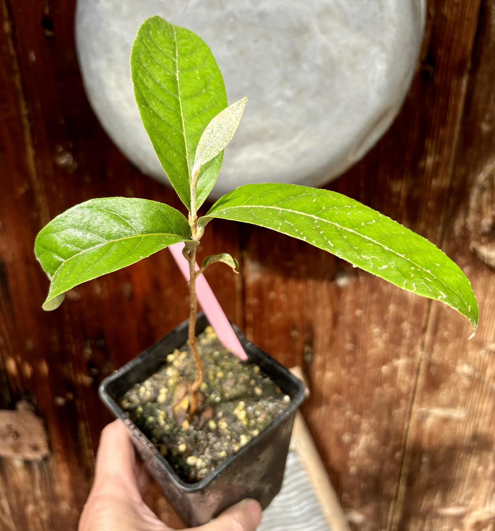 Couepia polyandra - Olosapo - 1 potted seedling / 1 getopfter Sämling