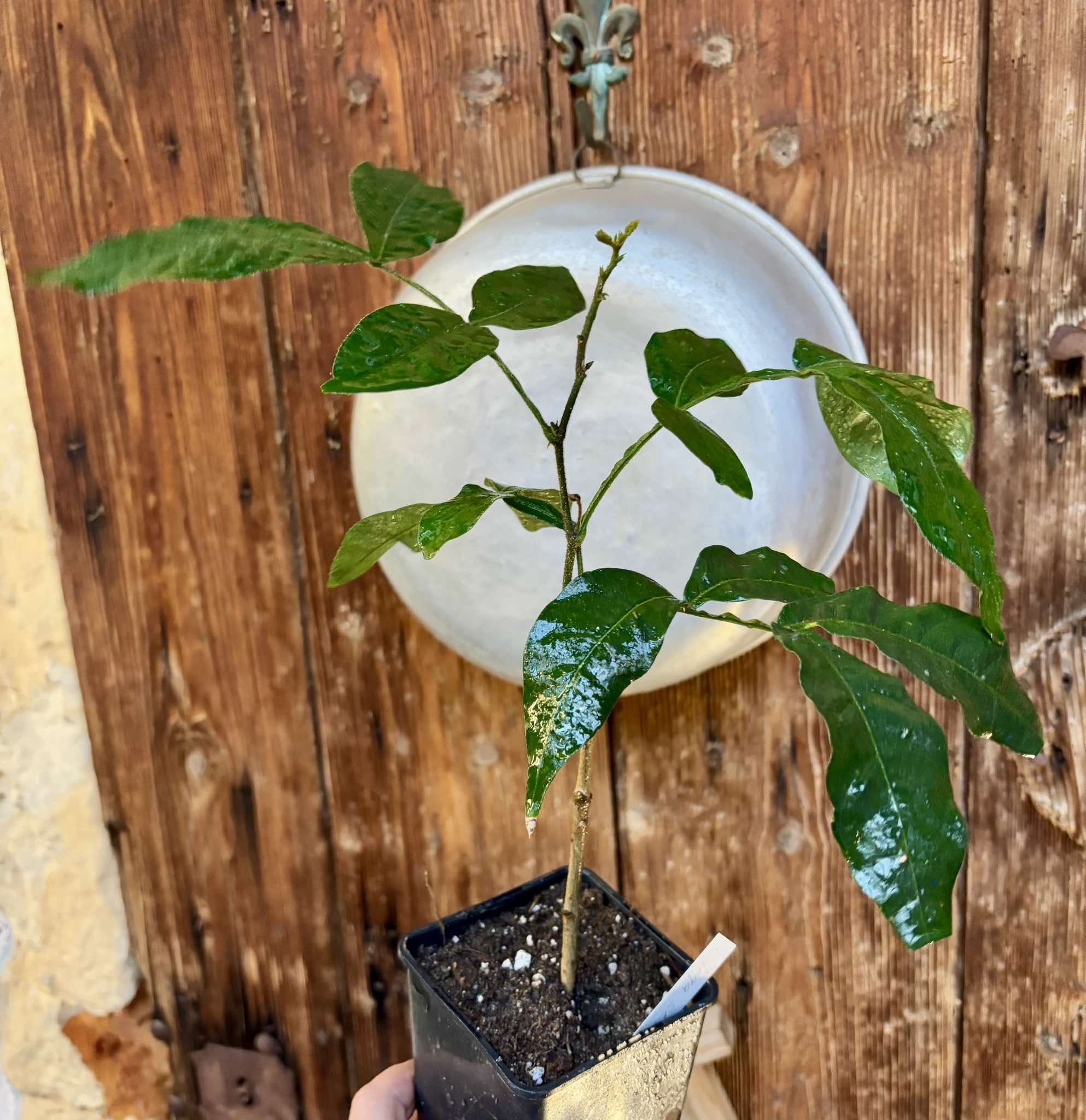 Inga spectabilis - Machete Ice cream bean - 1 potted plant / 1 getopfte Pflanze