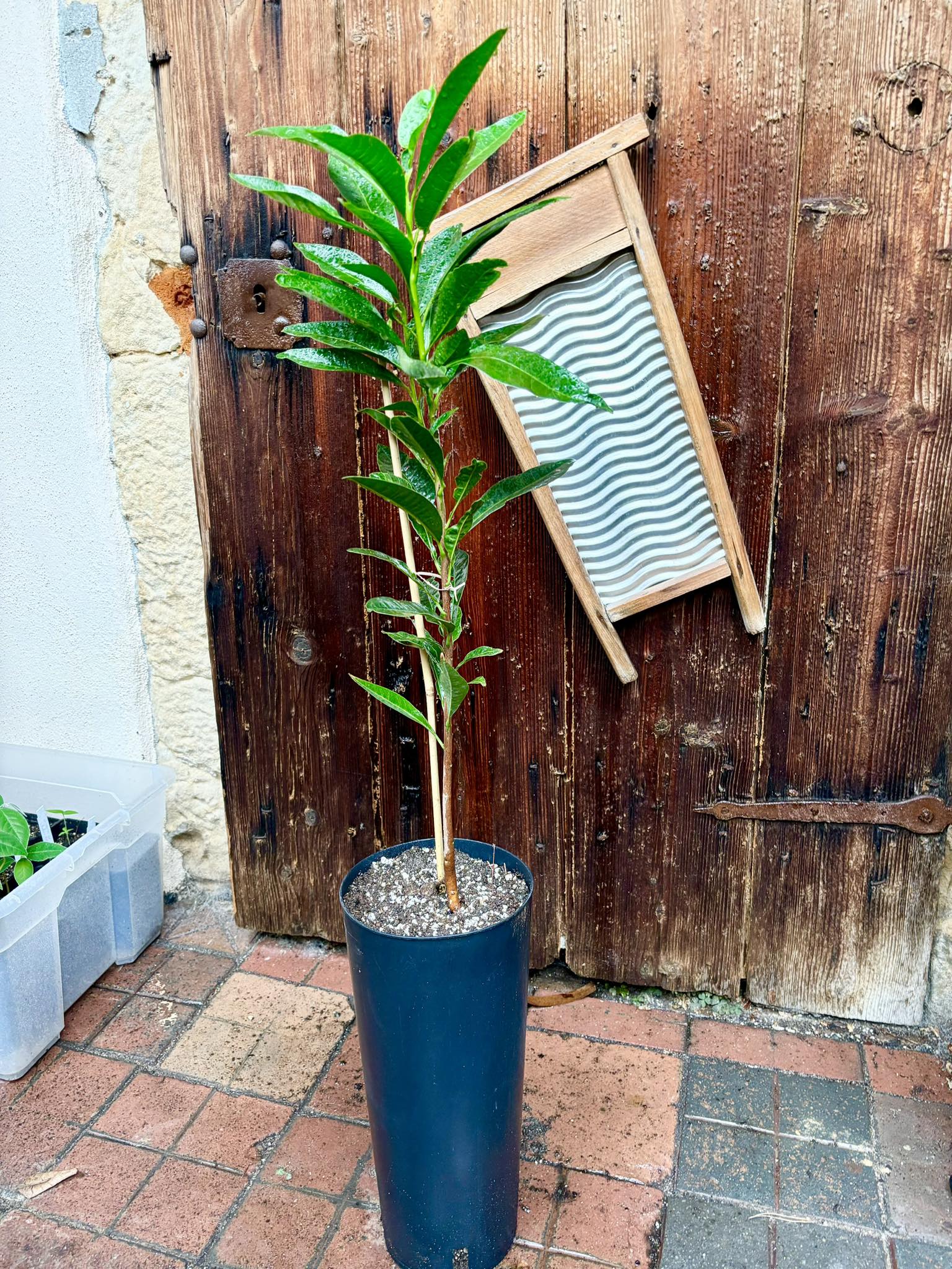 Lucuma (Lucuma bifera) - 1 potted plant / 1 getopfte Pflanze