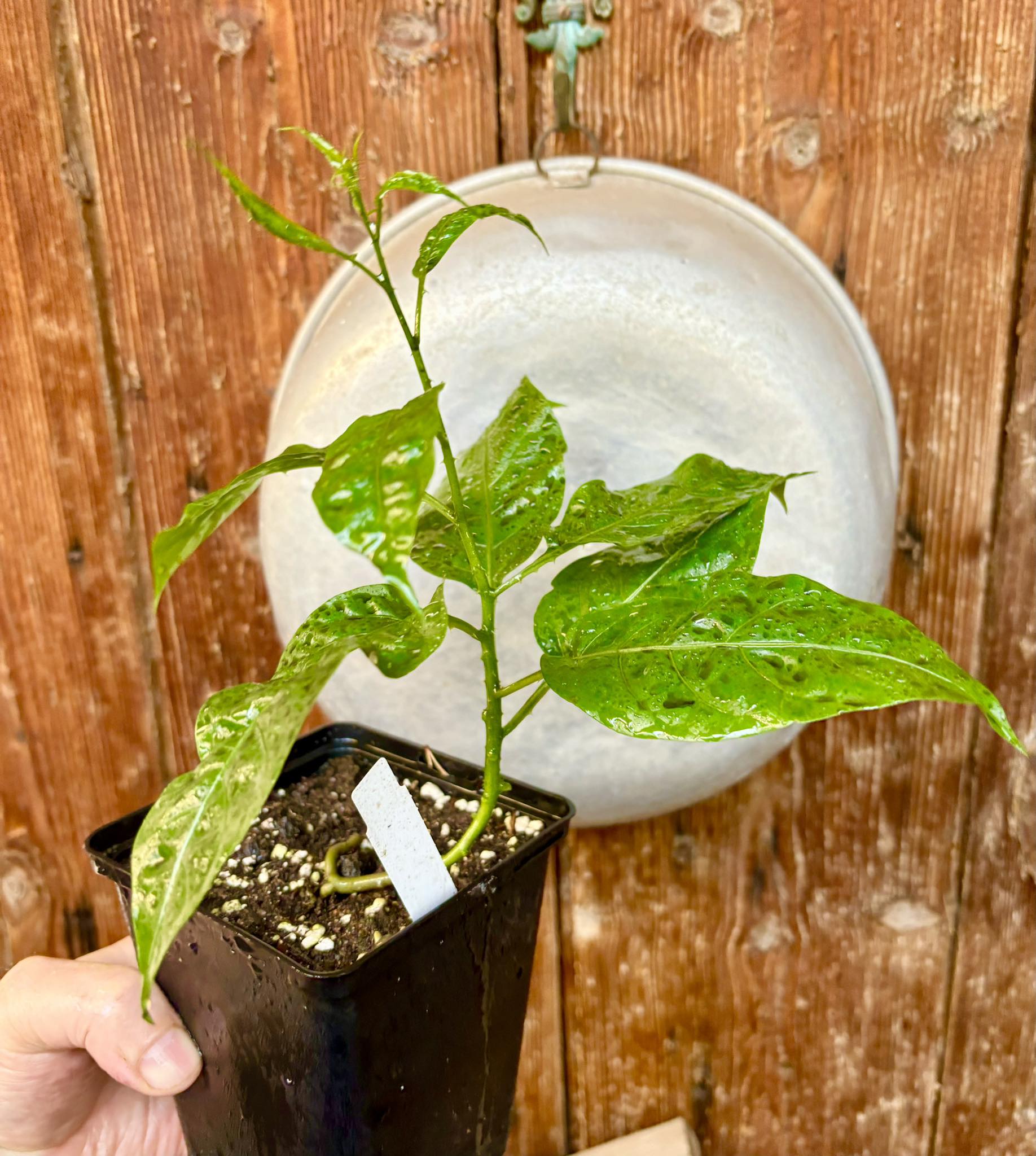 Moonberry - Solanum alternatopinnatum - 1 potted plant / 1 getopfte Pflanze