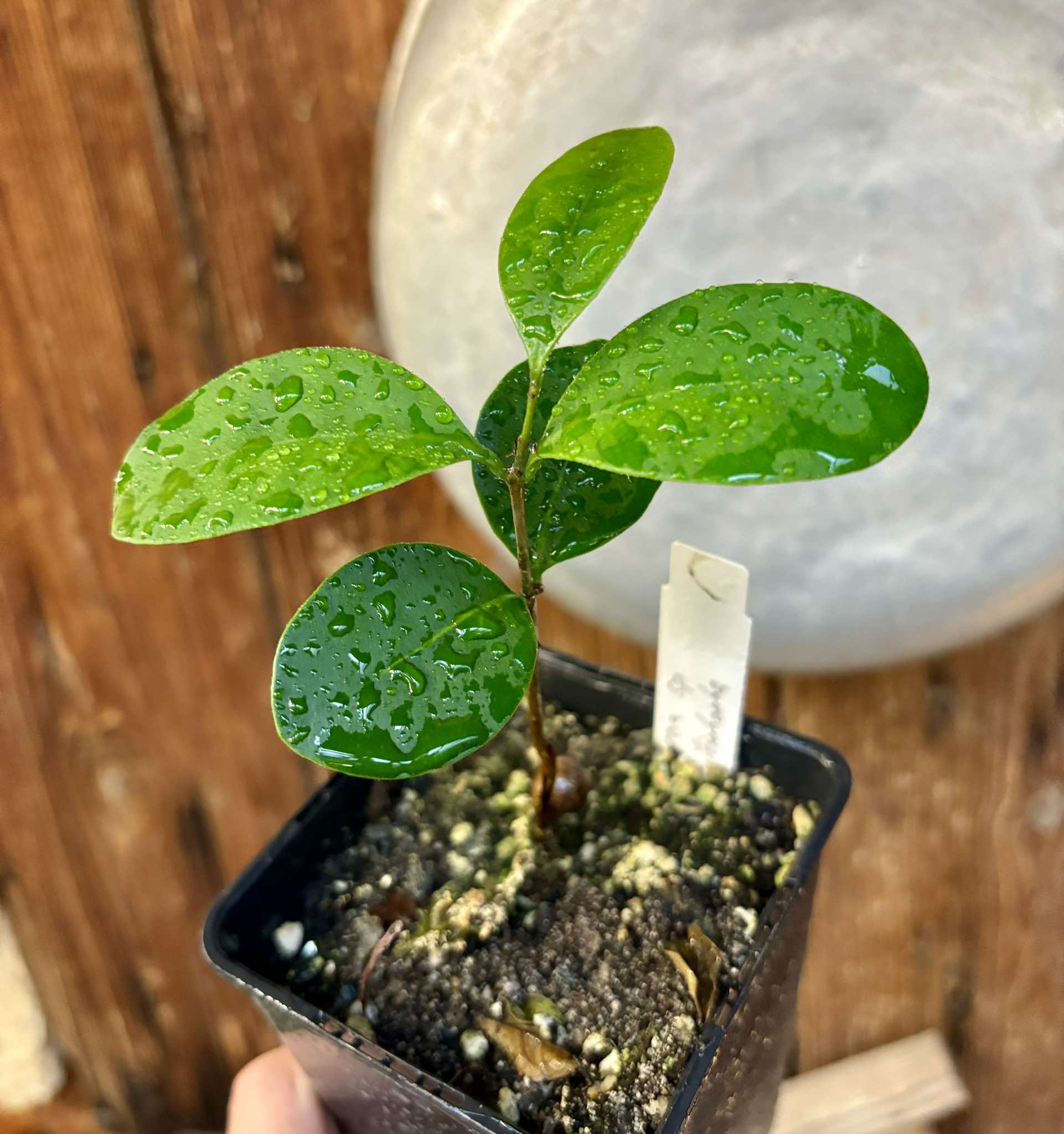 Myrcia sp Jequitinhonha - 1 potted seedling / 1 getopfter Sämling