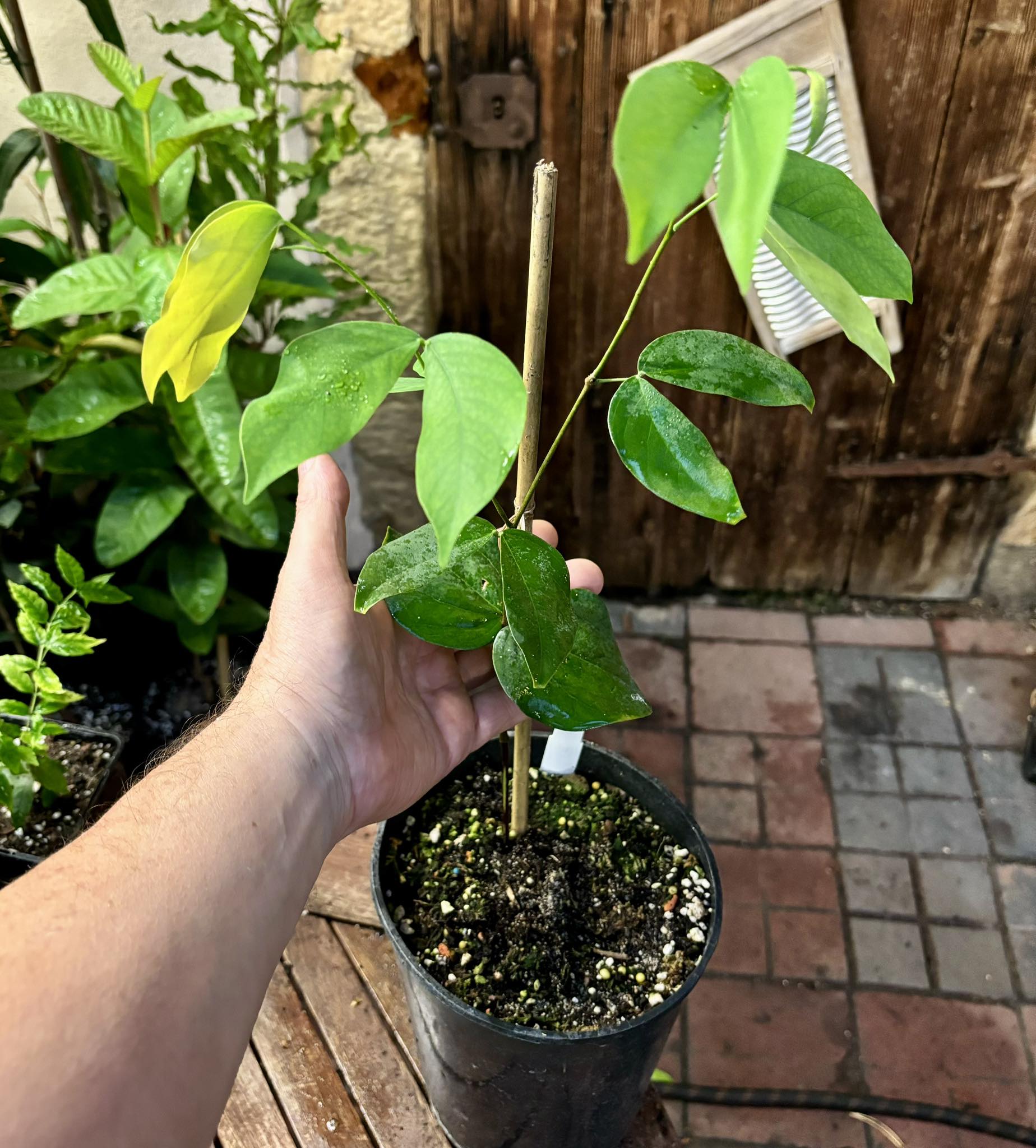 Jatoba (Hymenaea courbaril) - 1 potted plant / 1 getopfte Pflanze