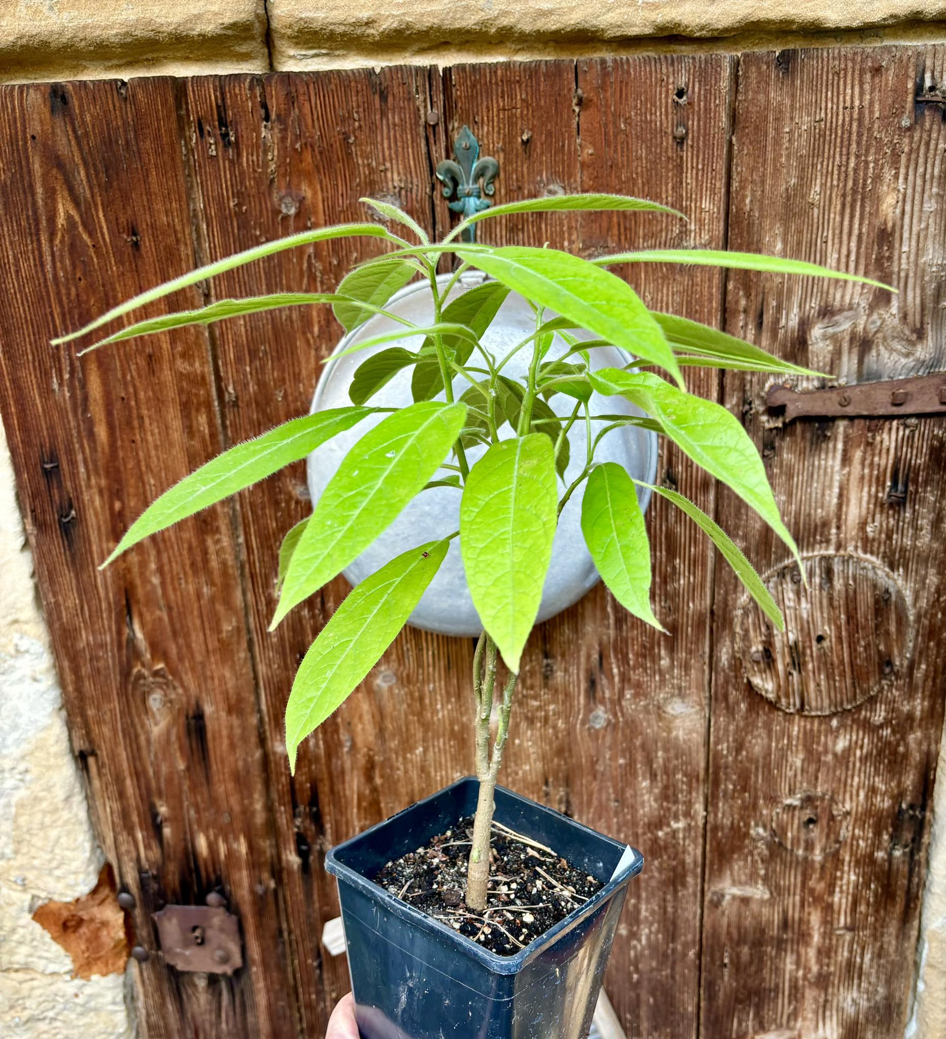 Solanum luridifuscescens - Tomatao Verde Piloso - 1 potted plant / 1 getopfte Pflanze