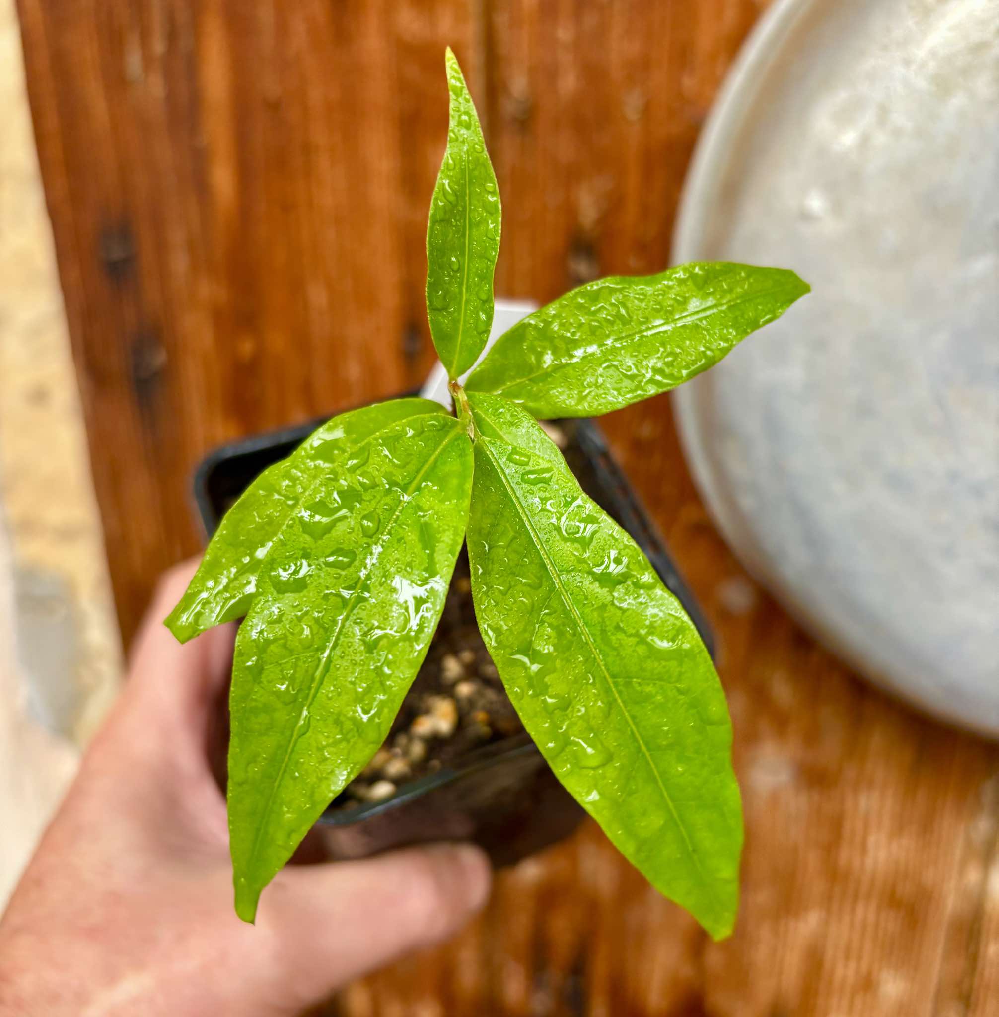 Ruby do Amazonas (Eugenia patrisii) Nr. 2 - 1 potted seedling / 1 getopfter Sämling