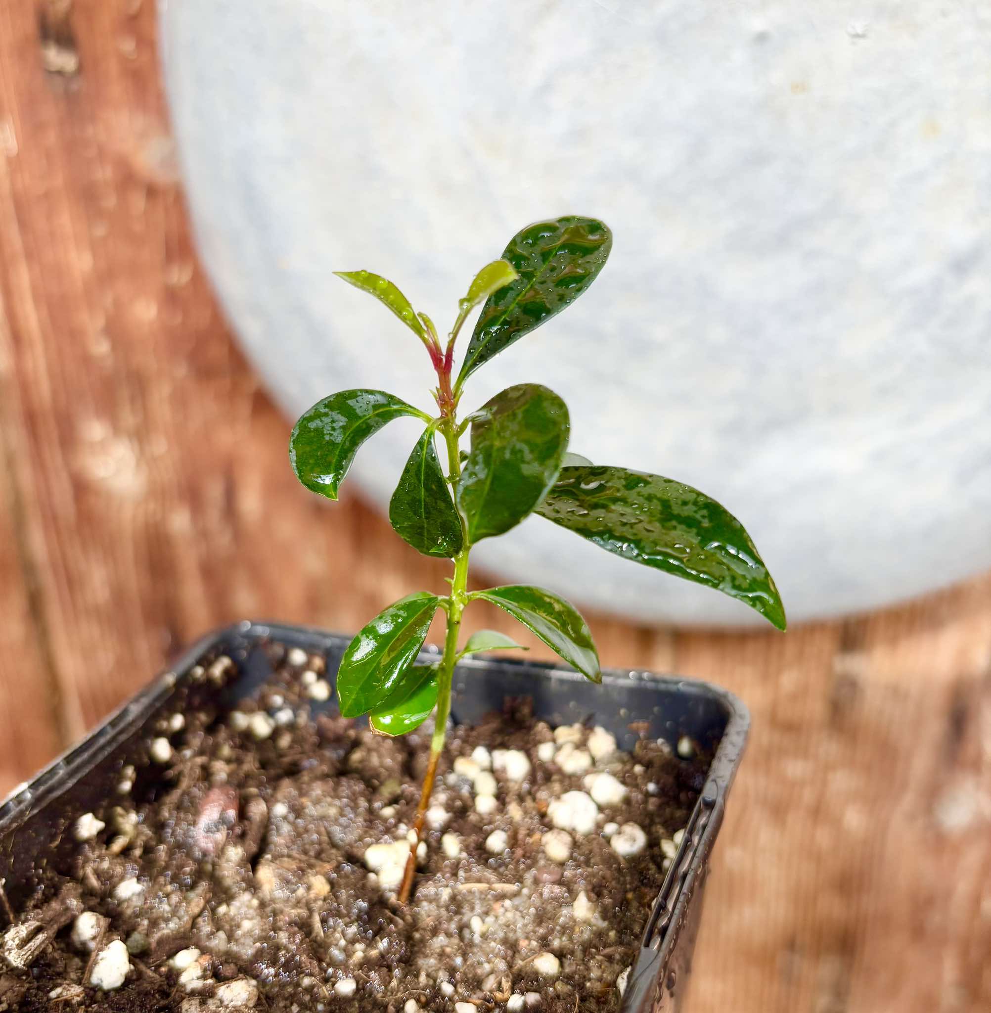 Syzygium oleosum - Blue Lilly Pilly - 1 small potted seedling / 1 kleiner, getopfter Sämling