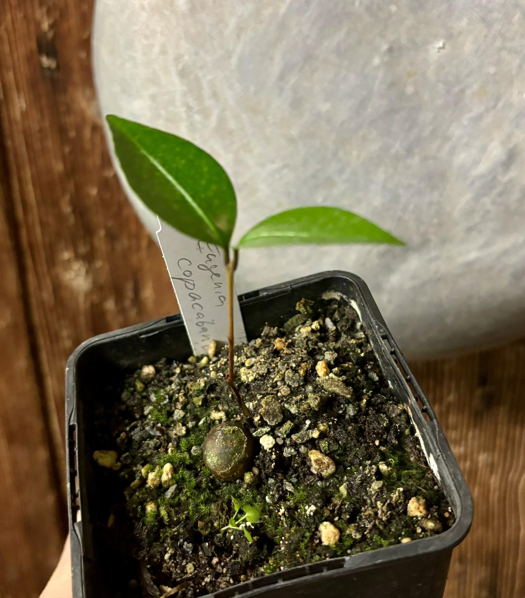 Eugenia copacabanensis -  1 potted seedling / 1 getopfter Sämling