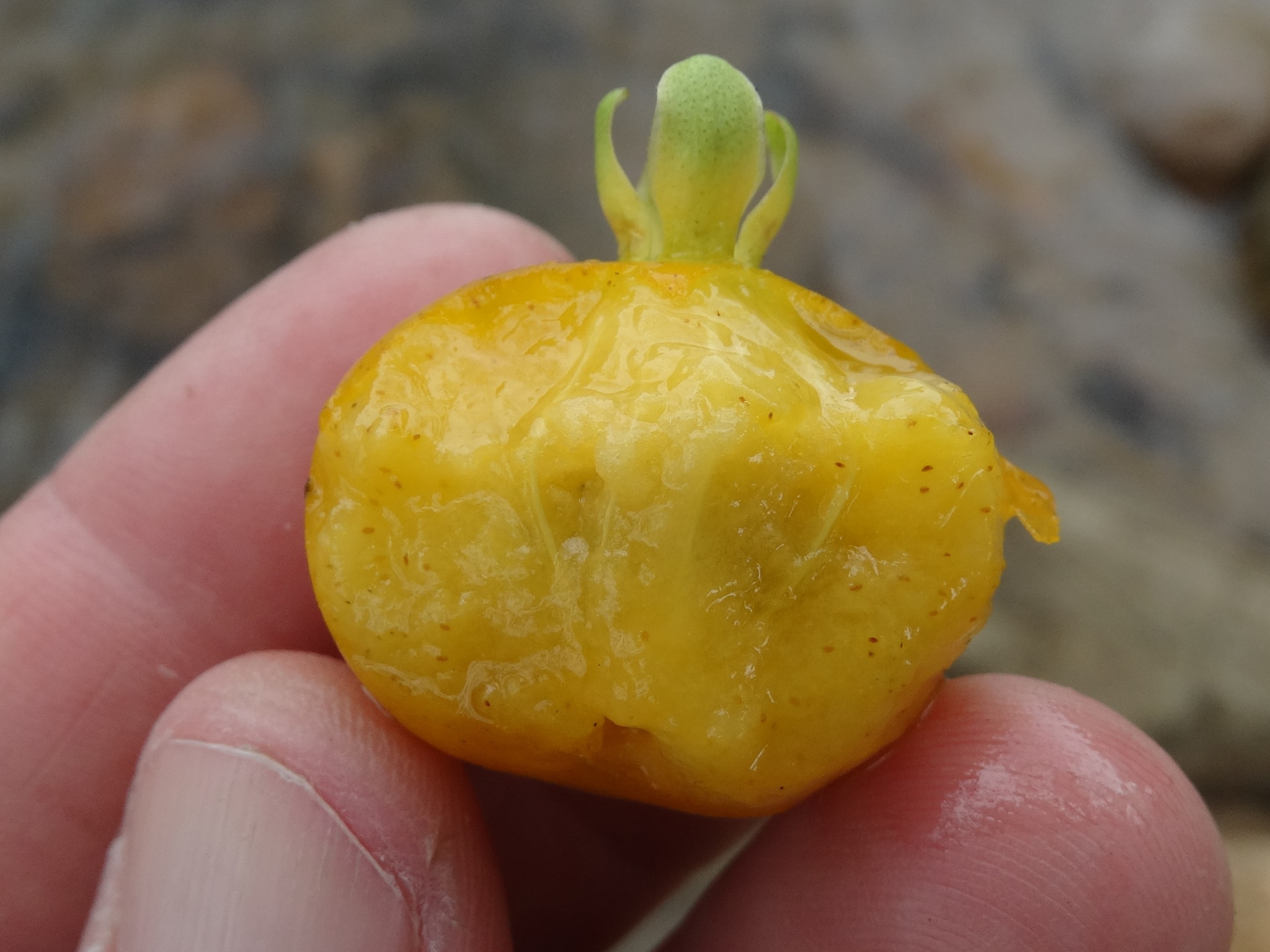 Yellow Grumixama (Eugenia brasiliensis var. leucocarpa) - 1 germinated seed / 1 gekeimter Samen