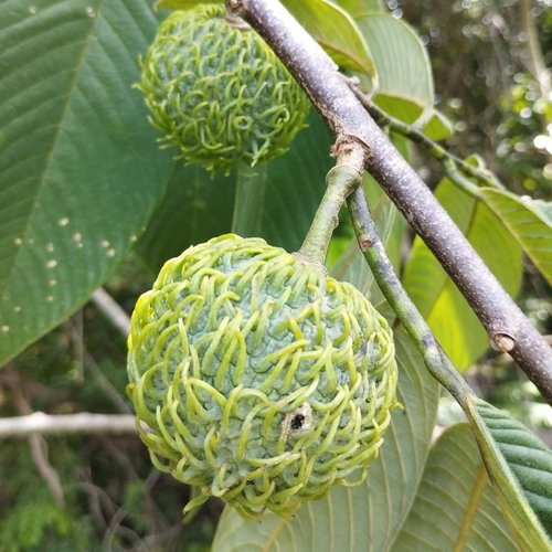 Annona spraguei - Nonita - 1 fresh seed / 1 frischer Samen