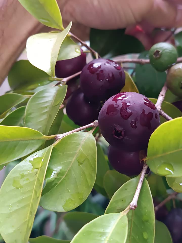 Purple Forest Guave - Psidium myrtoides  - 1 potted plant / 1 getopfte Pflanze 