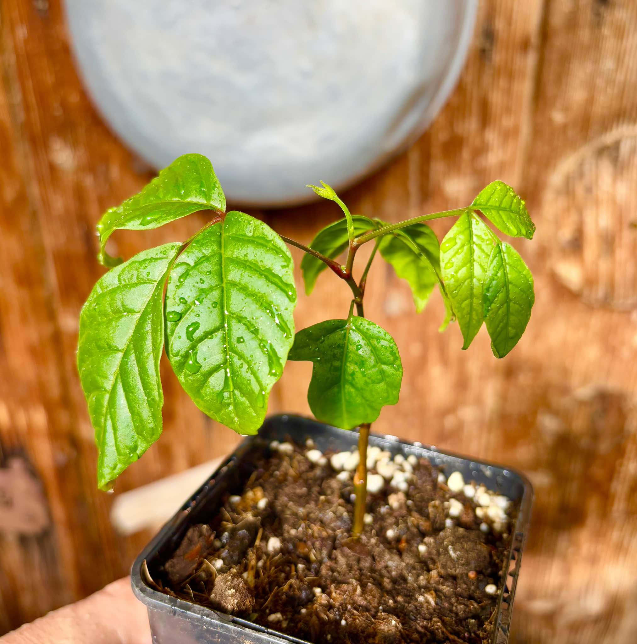 Santol (Sandoricum koetjape)  - 1 small potted seedling / 1 kleiner, getopfter Sämling