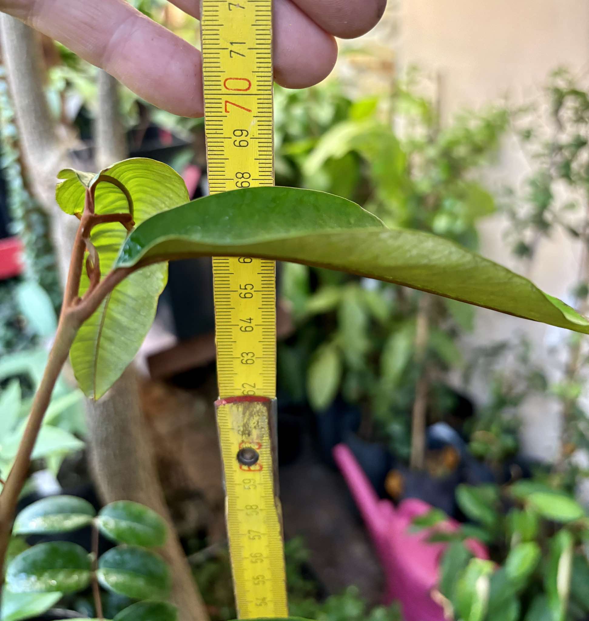 Star Apple Nr. 1 - Chrysophyllum cainito - 1 potted plant / 1 getopfte Pflanze