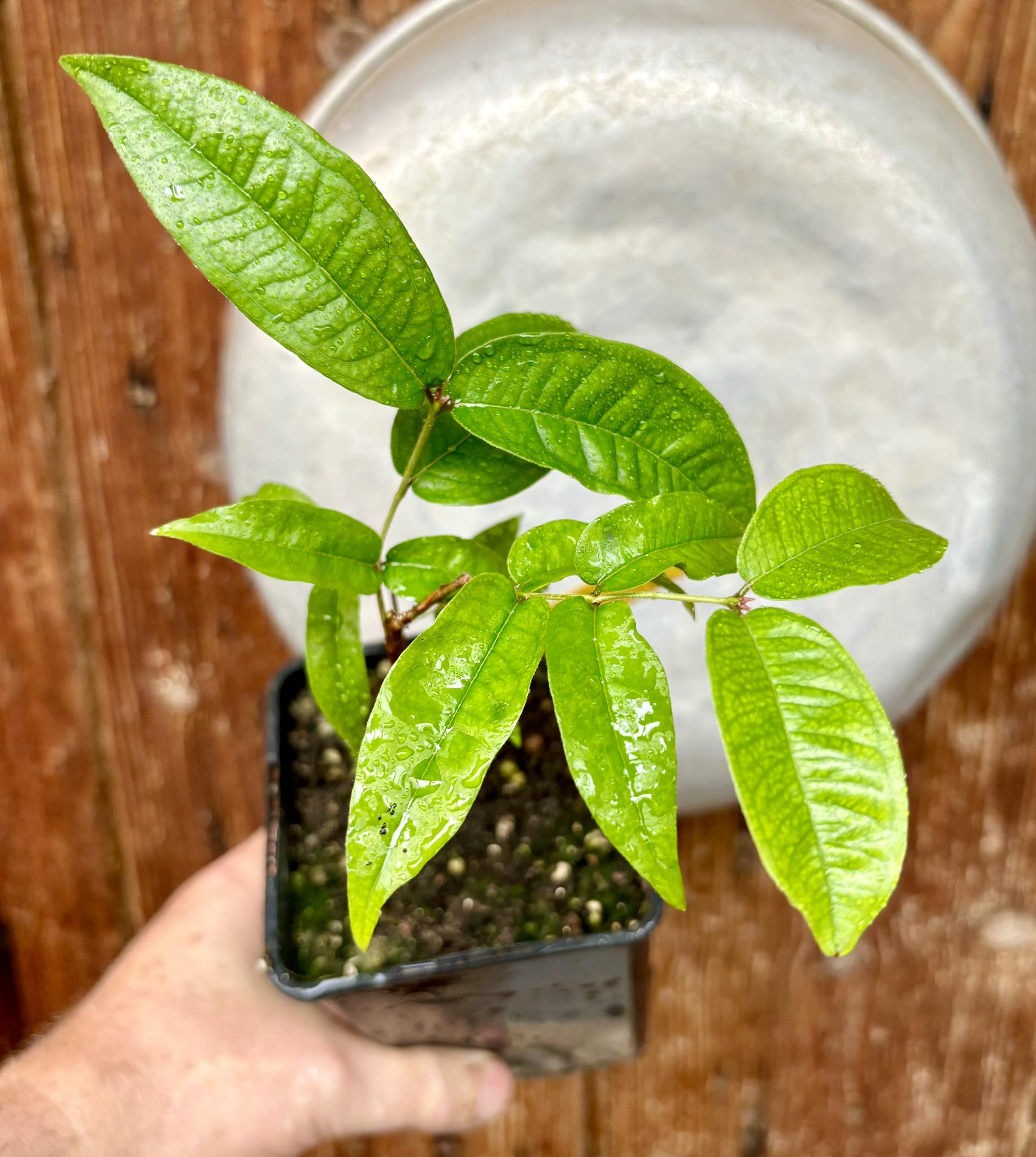 Plinia aureana var. Branca Gigante Otto Anderson - 1 potted plant / 1 getopfte Pflanze