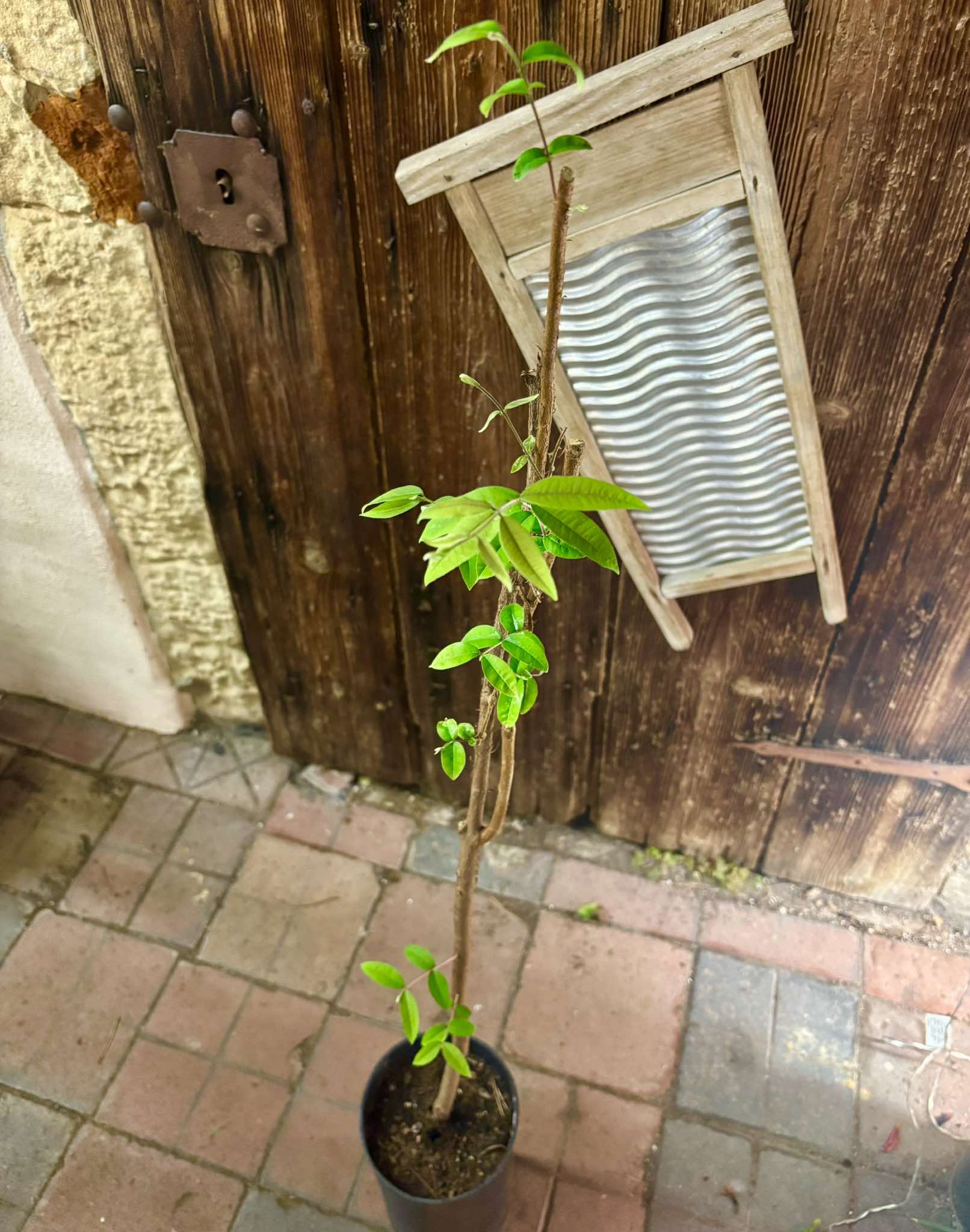 Ubajai (Eugenia myrcianthes) - 1 potted plant / 1 getopfte Pflanze