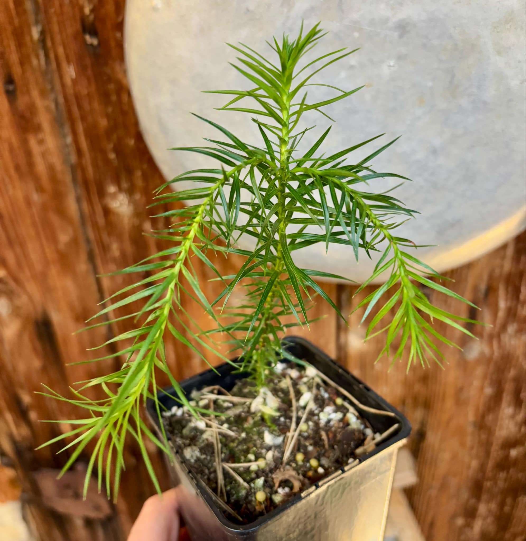 Araucaria angustifolia  - 1 potted plant / 1 getopfte Pflanze 