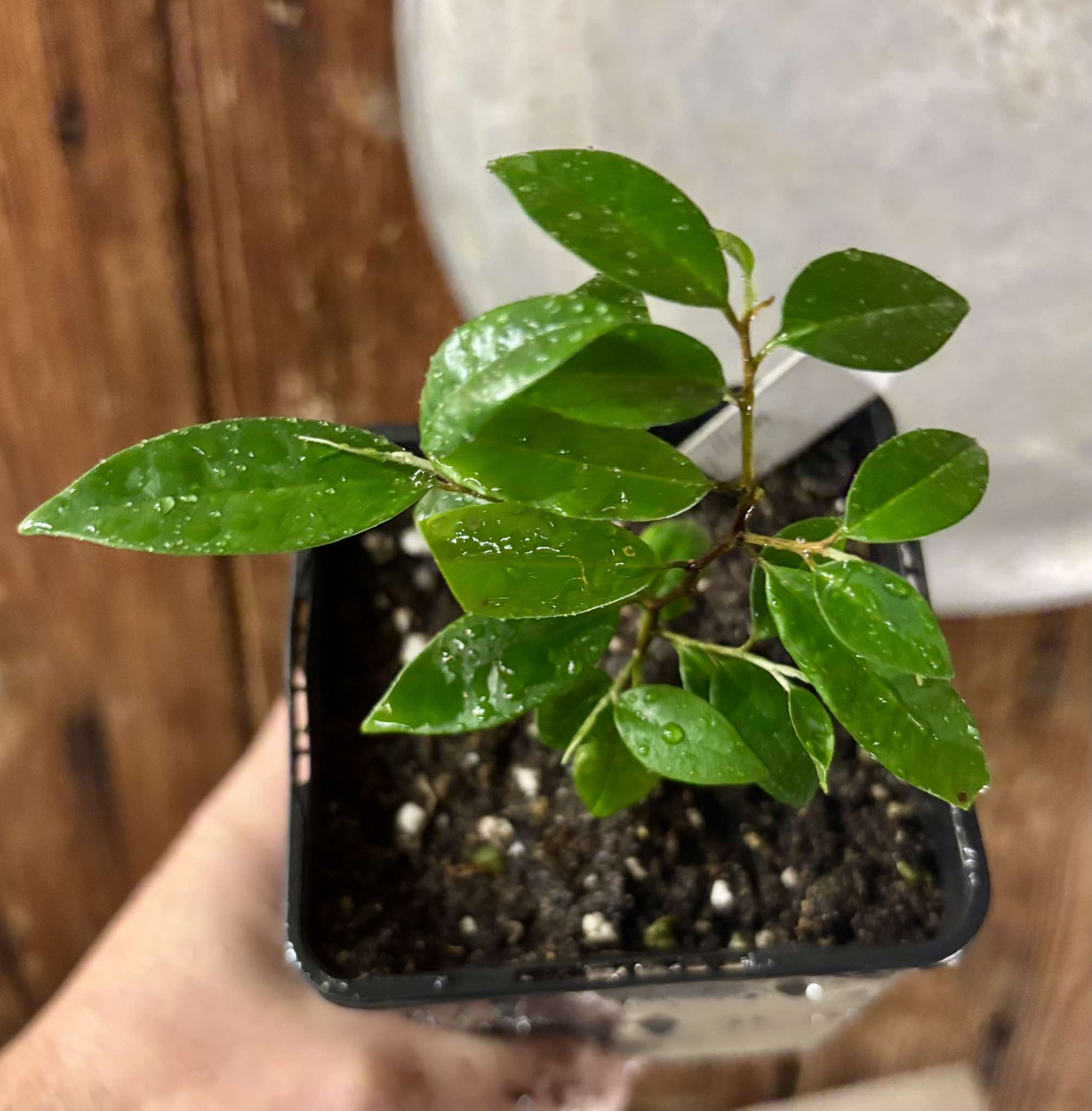 Chrysophyllum arenarium - Ameixa do Nordeste - 1 potted plant / 1 getopfte Pflanze