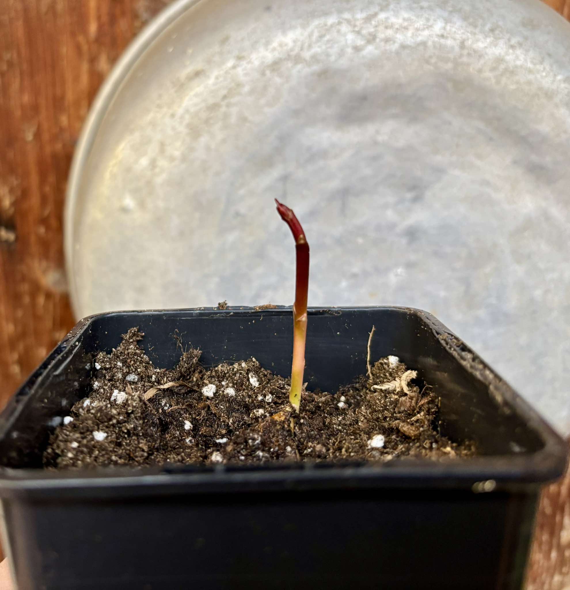 Garcinia dulcis - Mundu  - 1 small potted seedling / 1 kleiner, getopfter Sämling