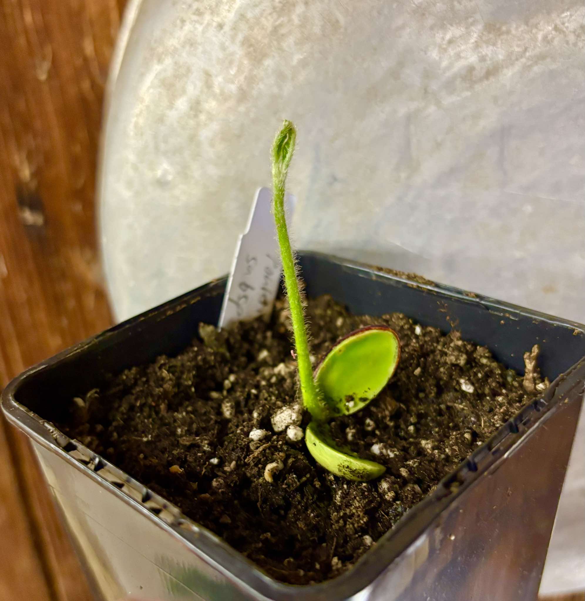 Pouteria torta subsp. gallifructa - 1 small potted seedling / 1 kleiner, getopfter Sämling