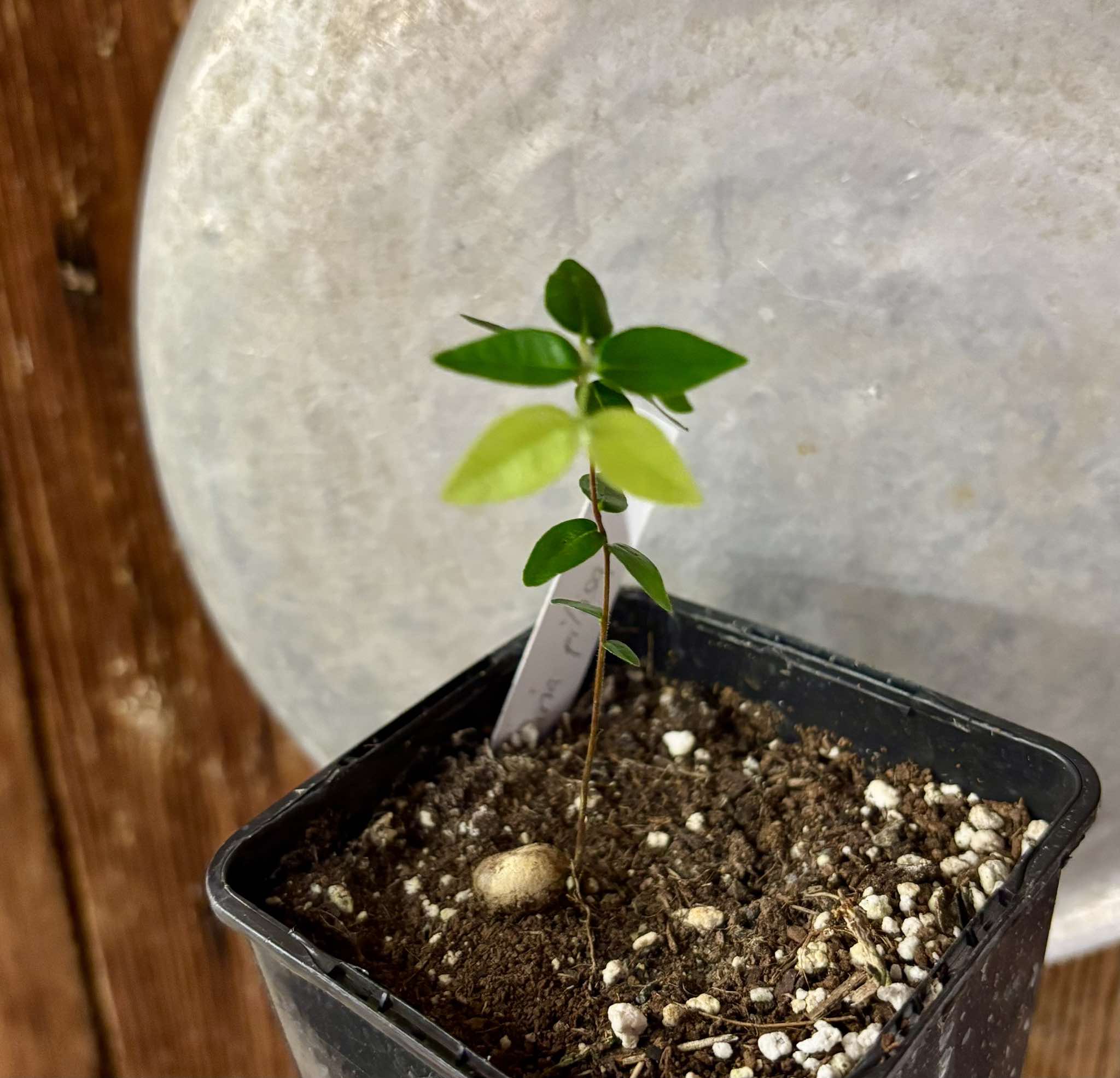 Myrciaria pilosa -  1 small potted seedling  / 1 kleiner getopfter Sämling