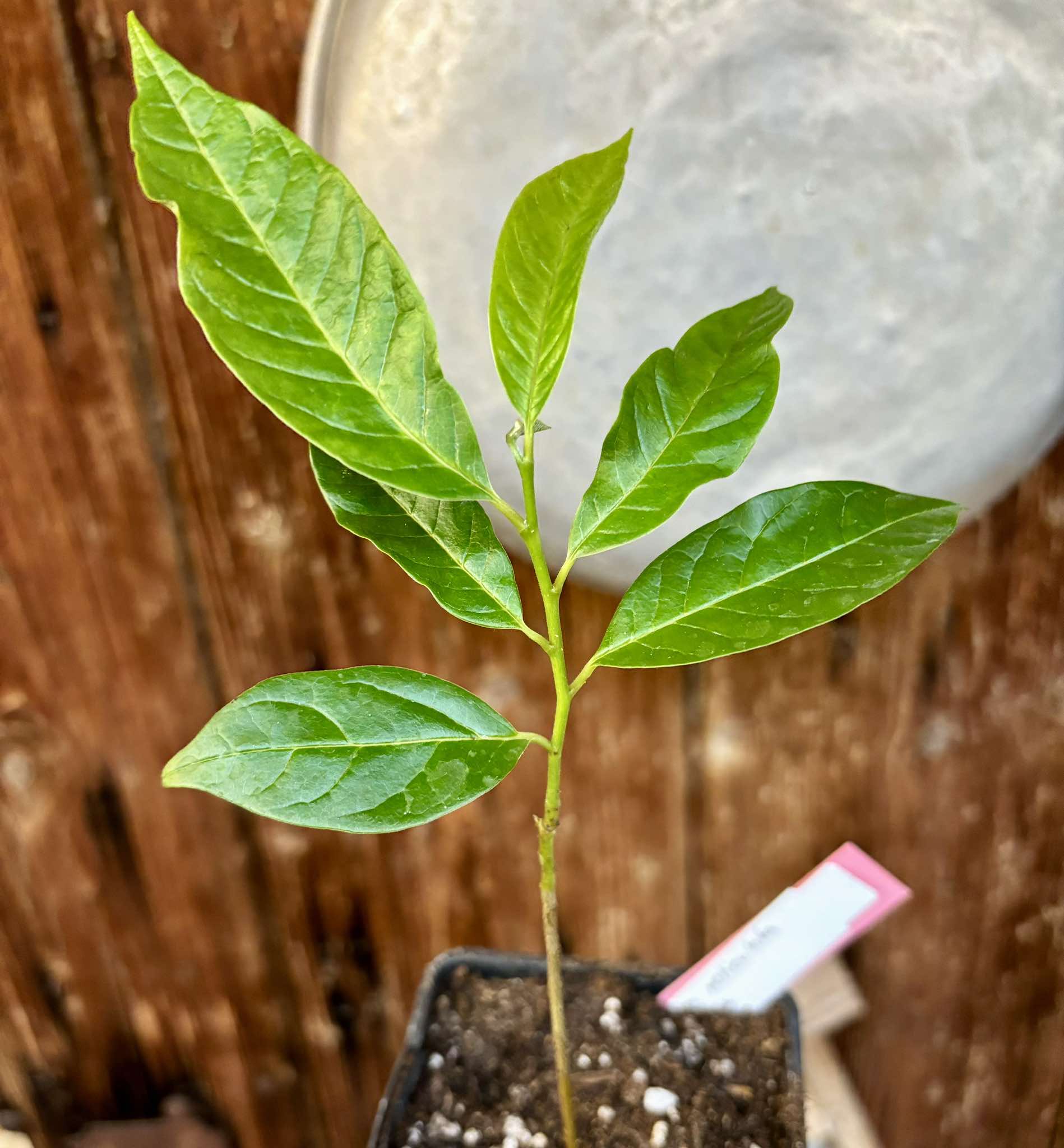 Annona reticulata big pink-red variety - 1 potted plant / 1 getopfte Pflanze