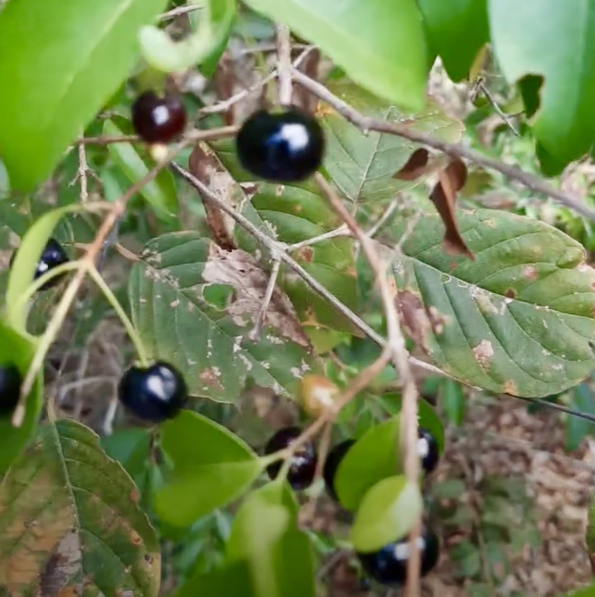 Fruto da Murta (Eugenia gracillima) - 1 germinated seed / 1 gekeimter Samen