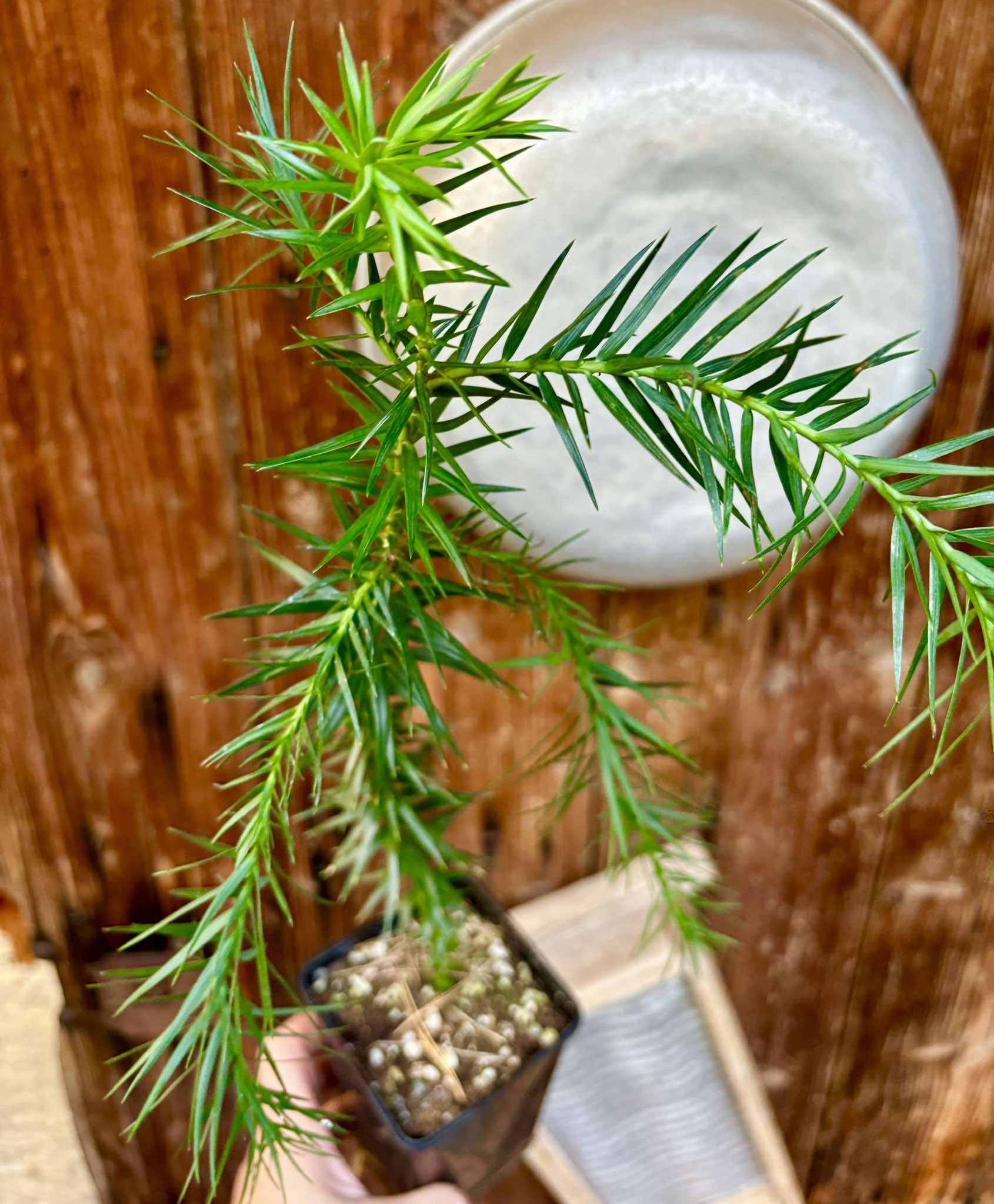 Araucaria angustifolia  - 1 potted plant / 1 getopfte Pflanze