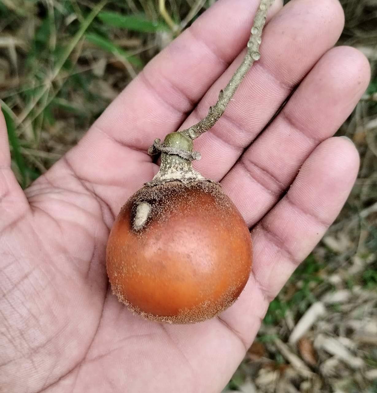 Solanum sp. Jequitinhonha - 3 fresh seeds / 3 frische Samen