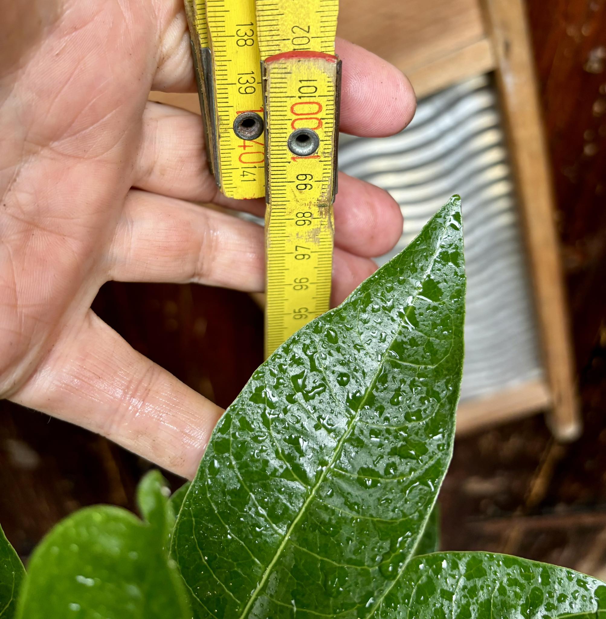 Lucuma (Lucuma bifera) - 1 potted plant / 1 getopfte Pflanze