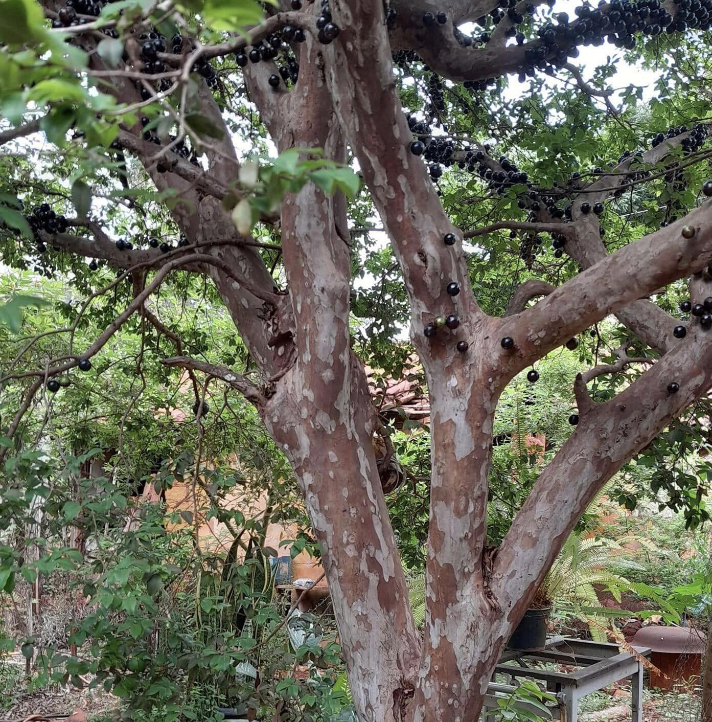 Jaboticaba Oipirinha (Plinia sp) Nr.2 - 1 potted plant/ 1  getopfte Pflanze