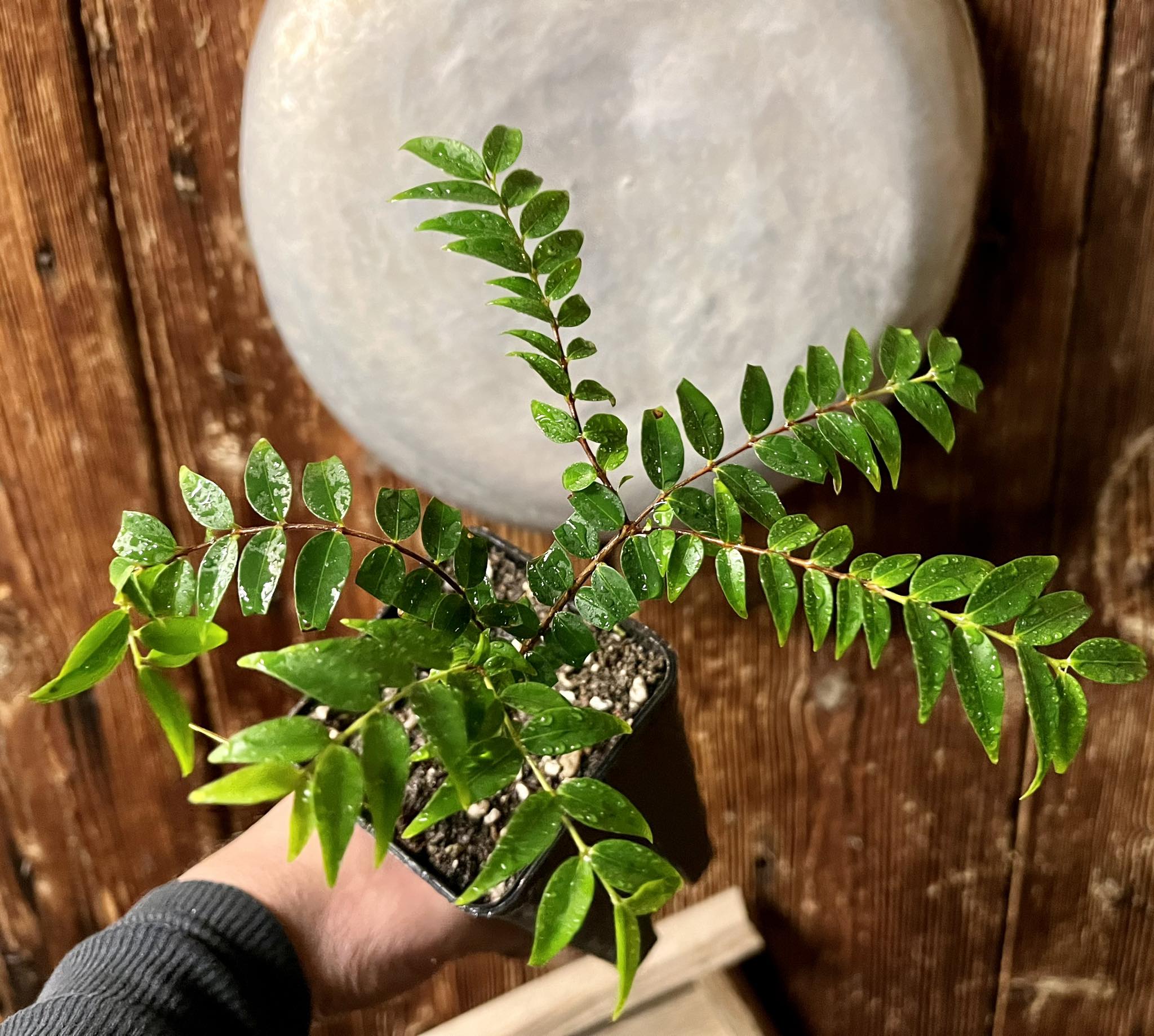 Myrciaria floribunda yellow Plant / Pflanze