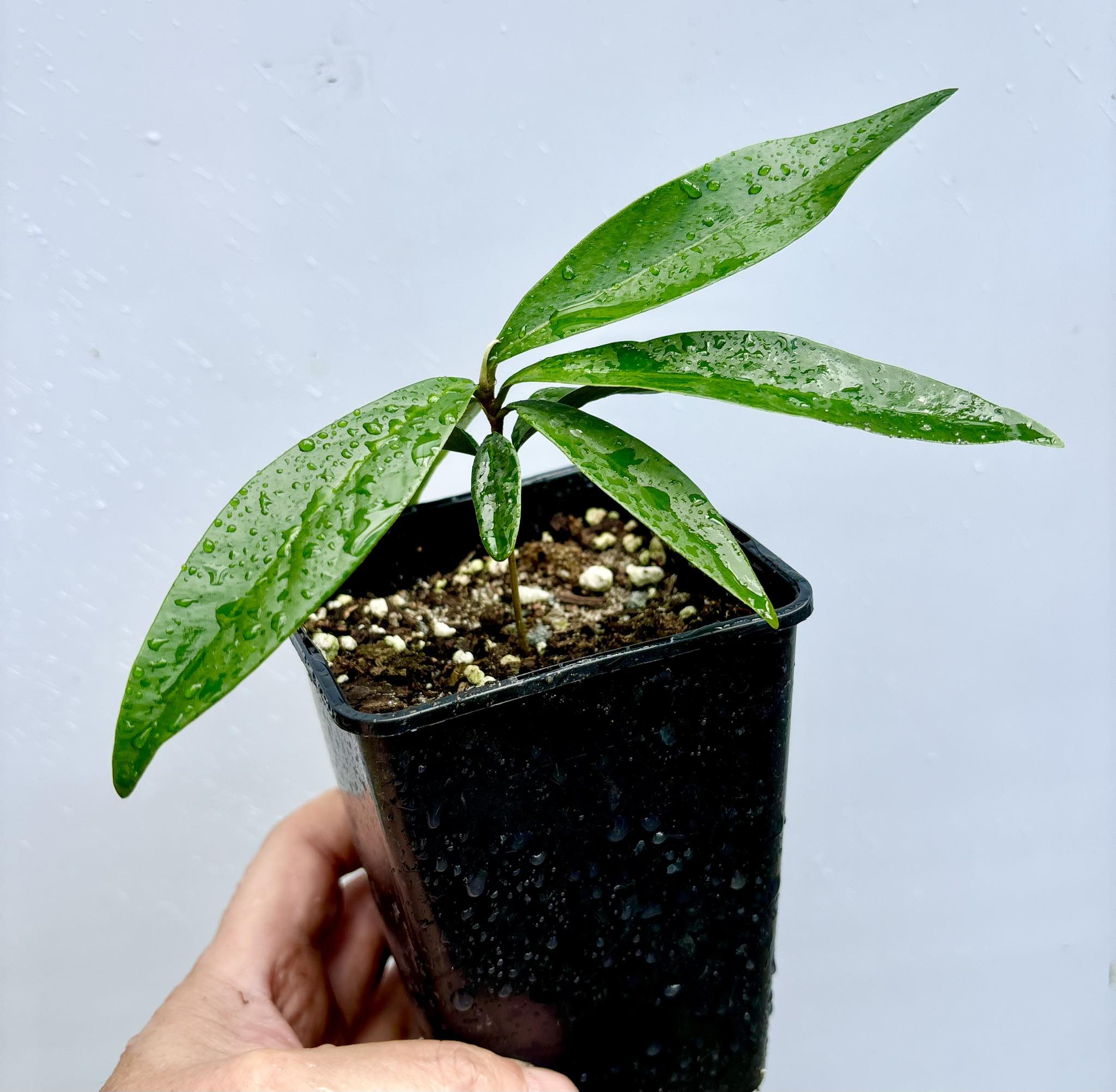 Chrysophyllum lucentifolium - 1 potted plant / 1 getopfte Pflanze 